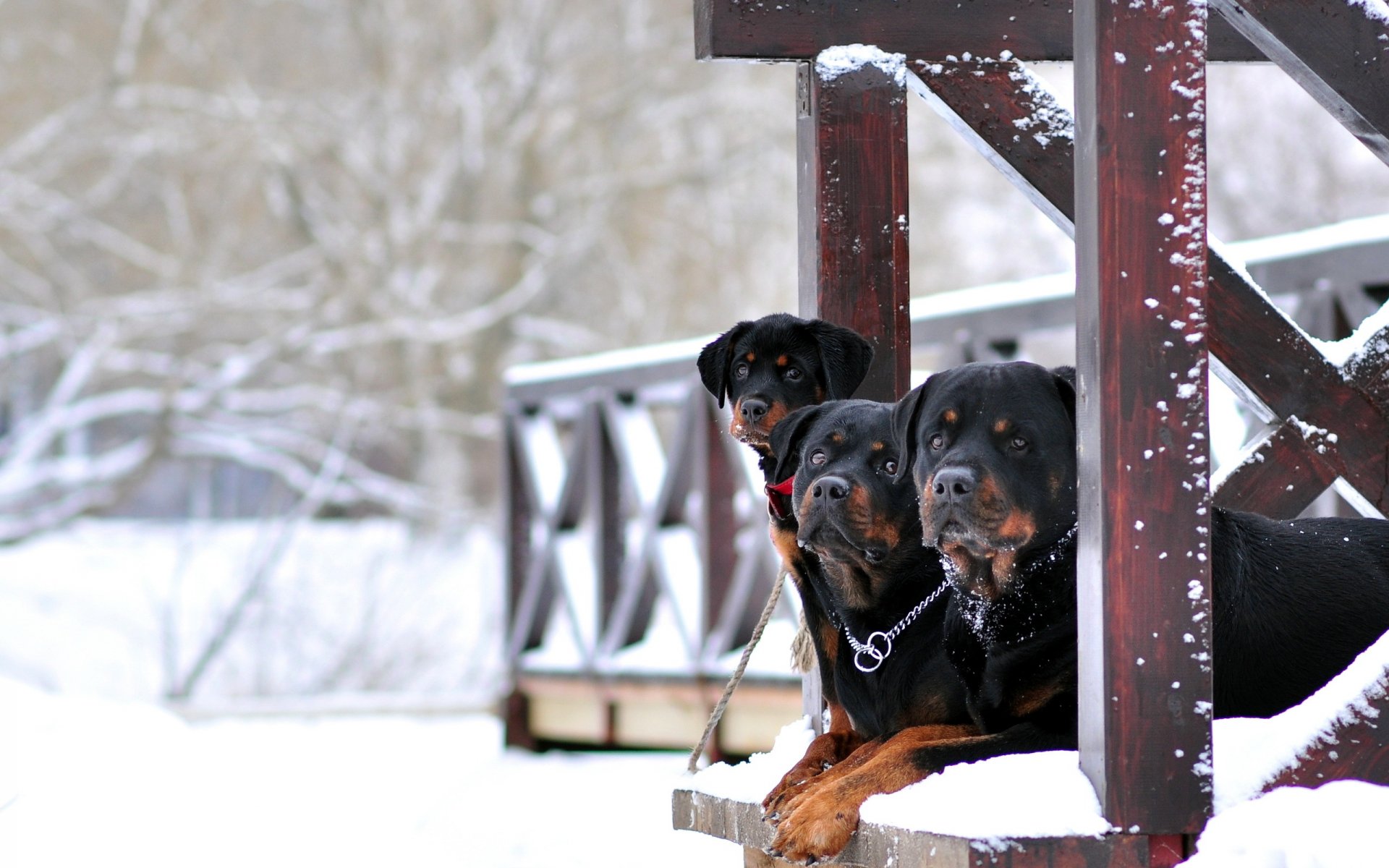 chien hiver fond