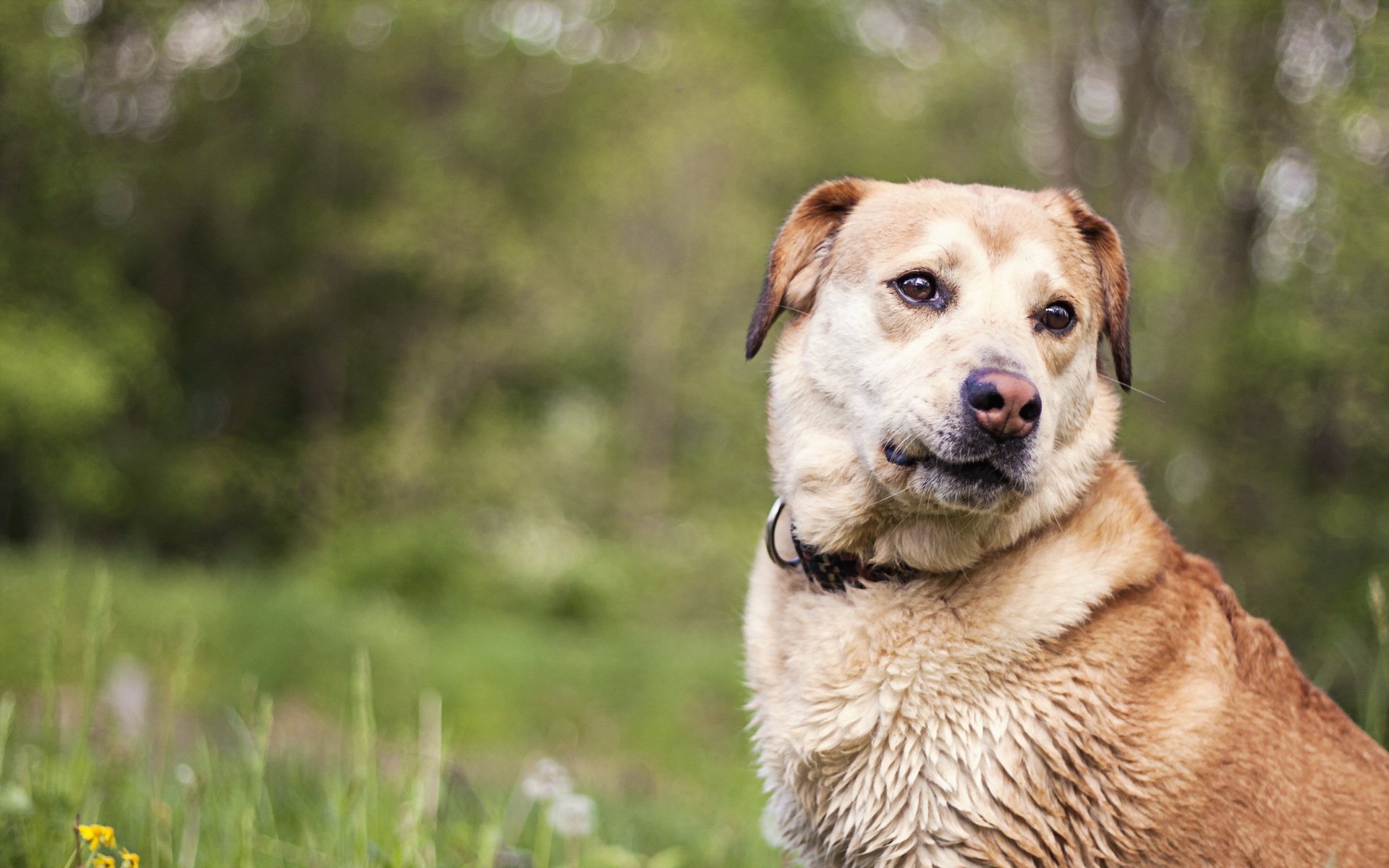 perro mirada amigo