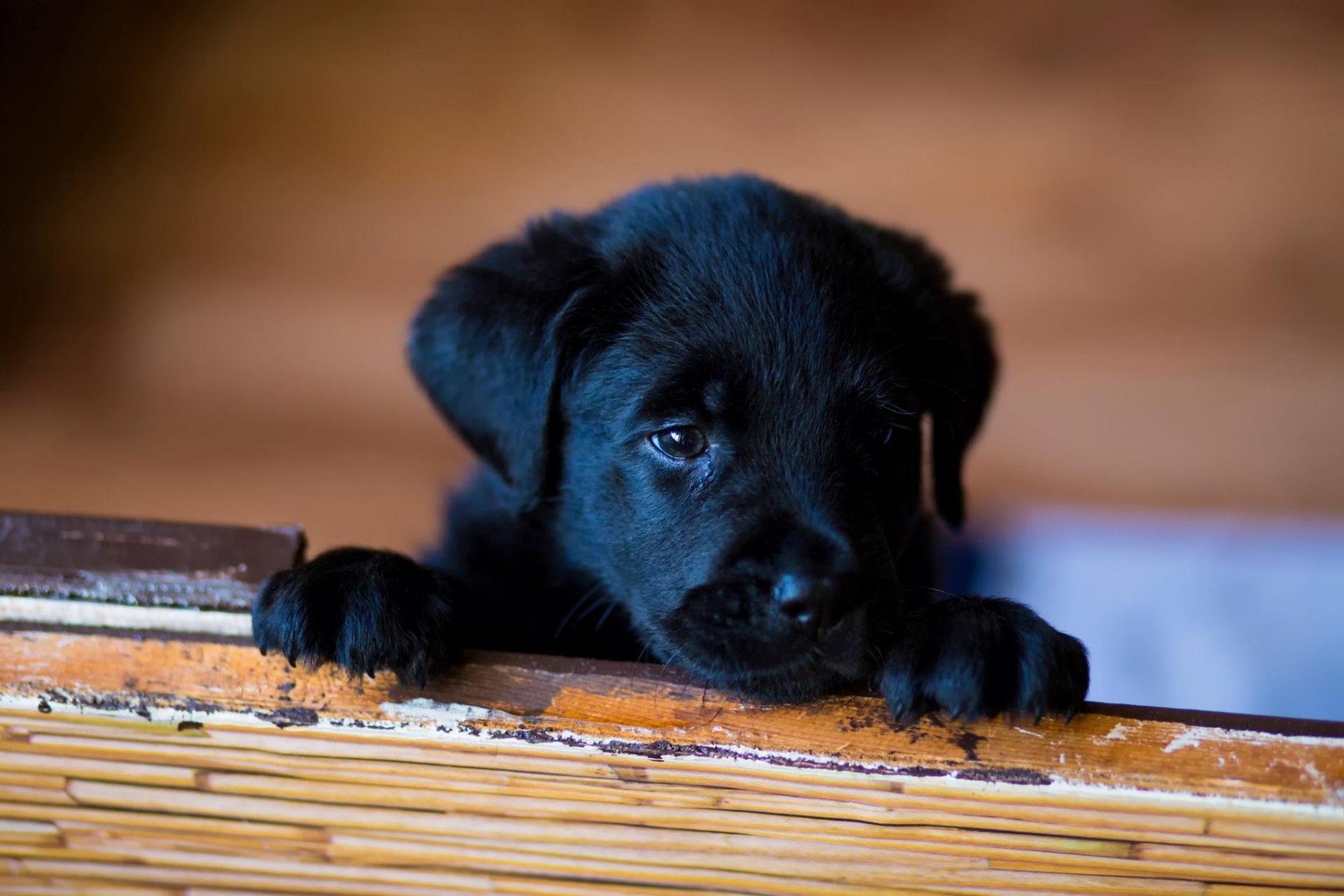 little friend small other puppy