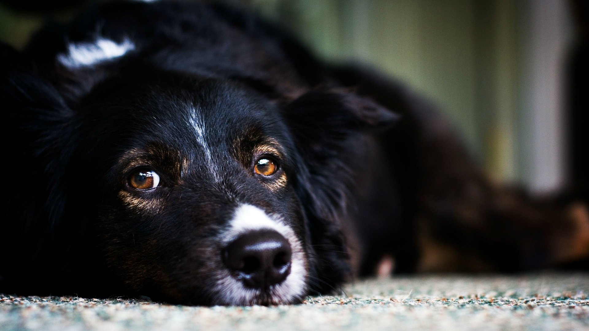 chien noir vue fond