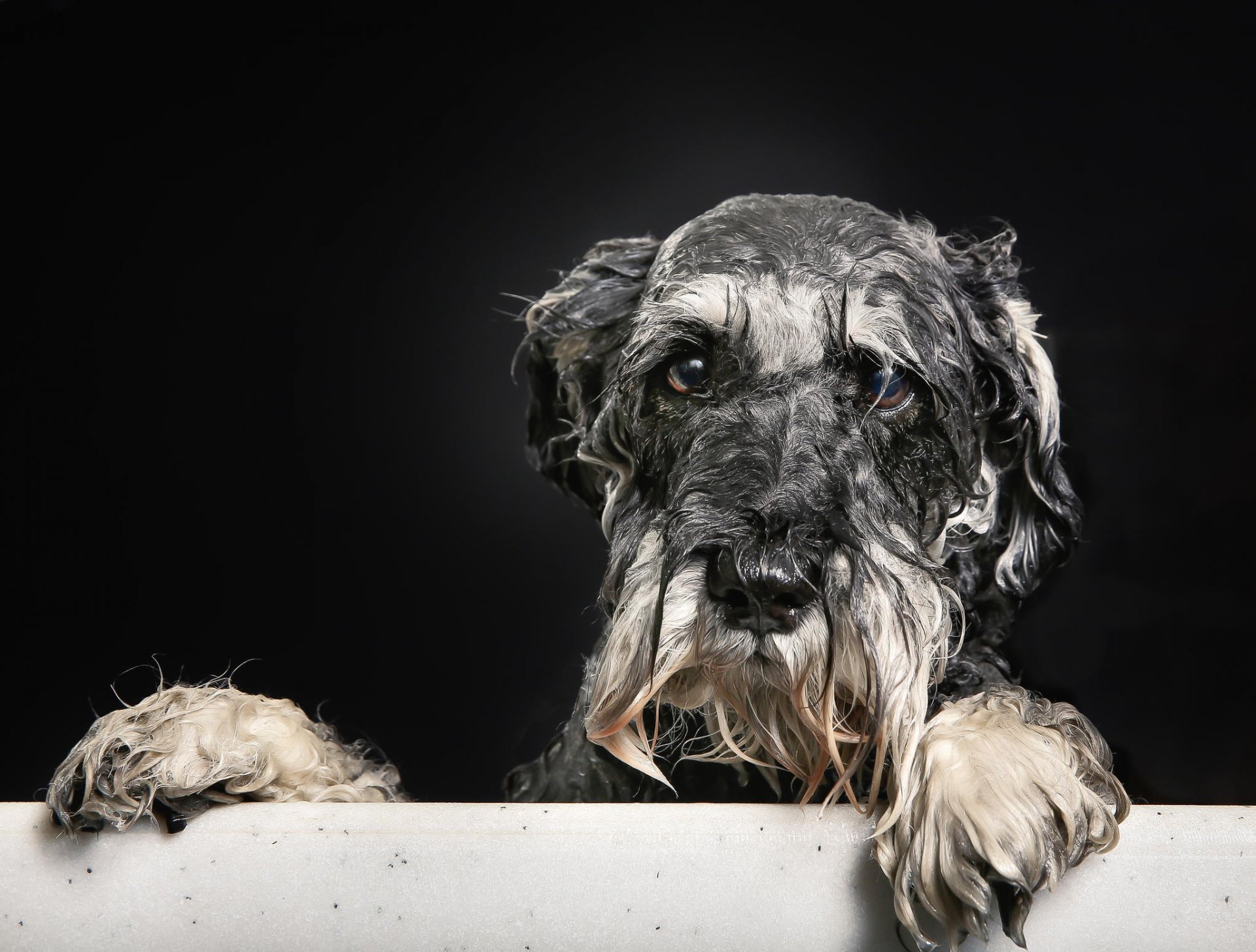 nasses porträt freund badewanne blick hund