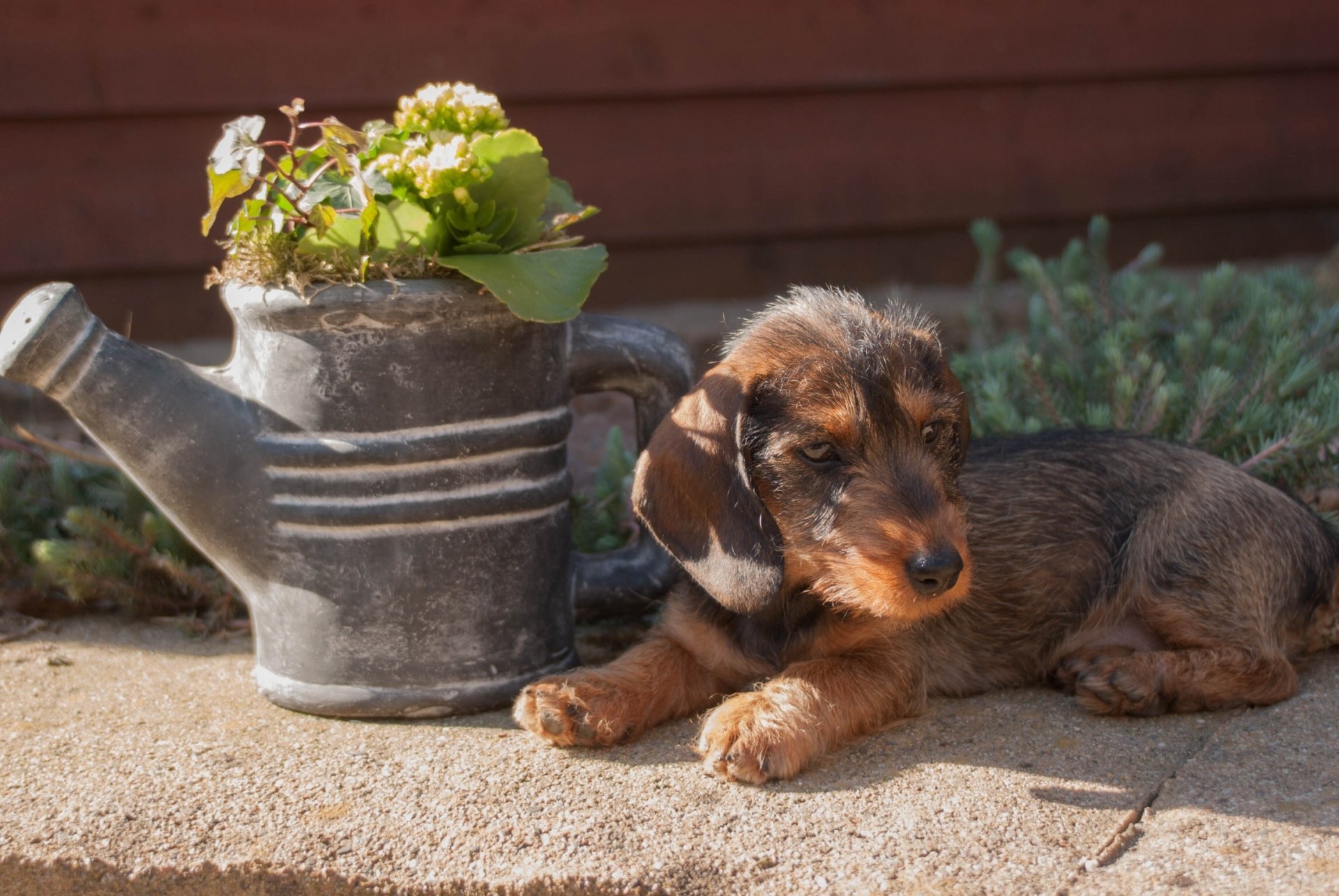 hund welpe liegt blumen lüge hintergrund tapete widescreen vollbild widescreen widescreen