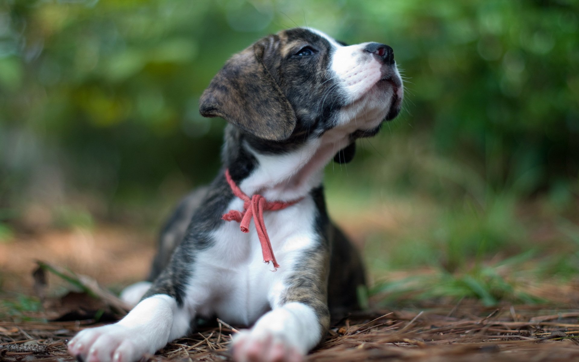 perro cachorro fondo