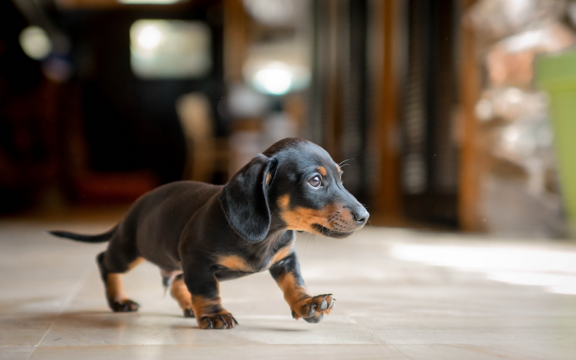 chien regard ami