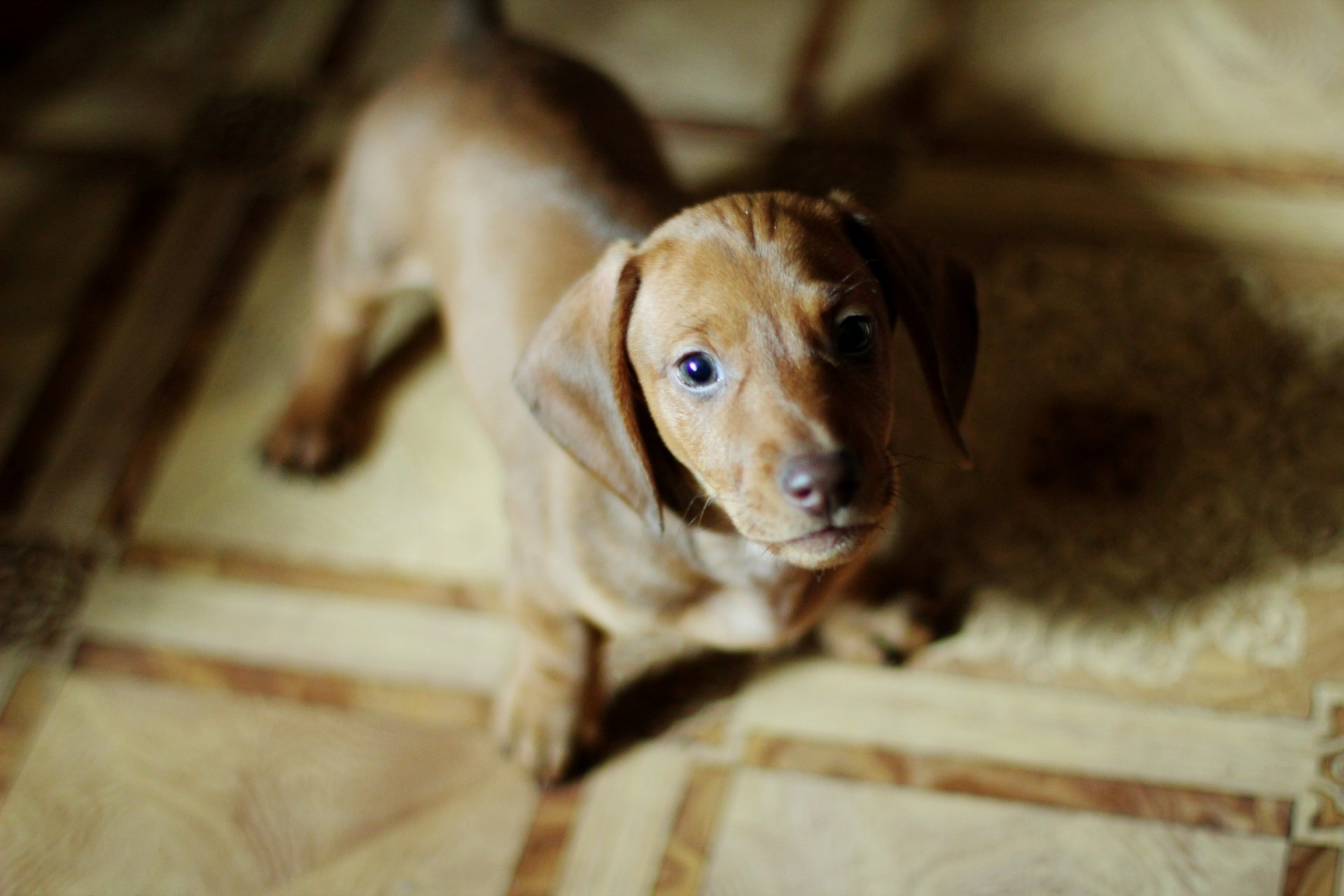 cachorro perro varios estado de ánimo encantador