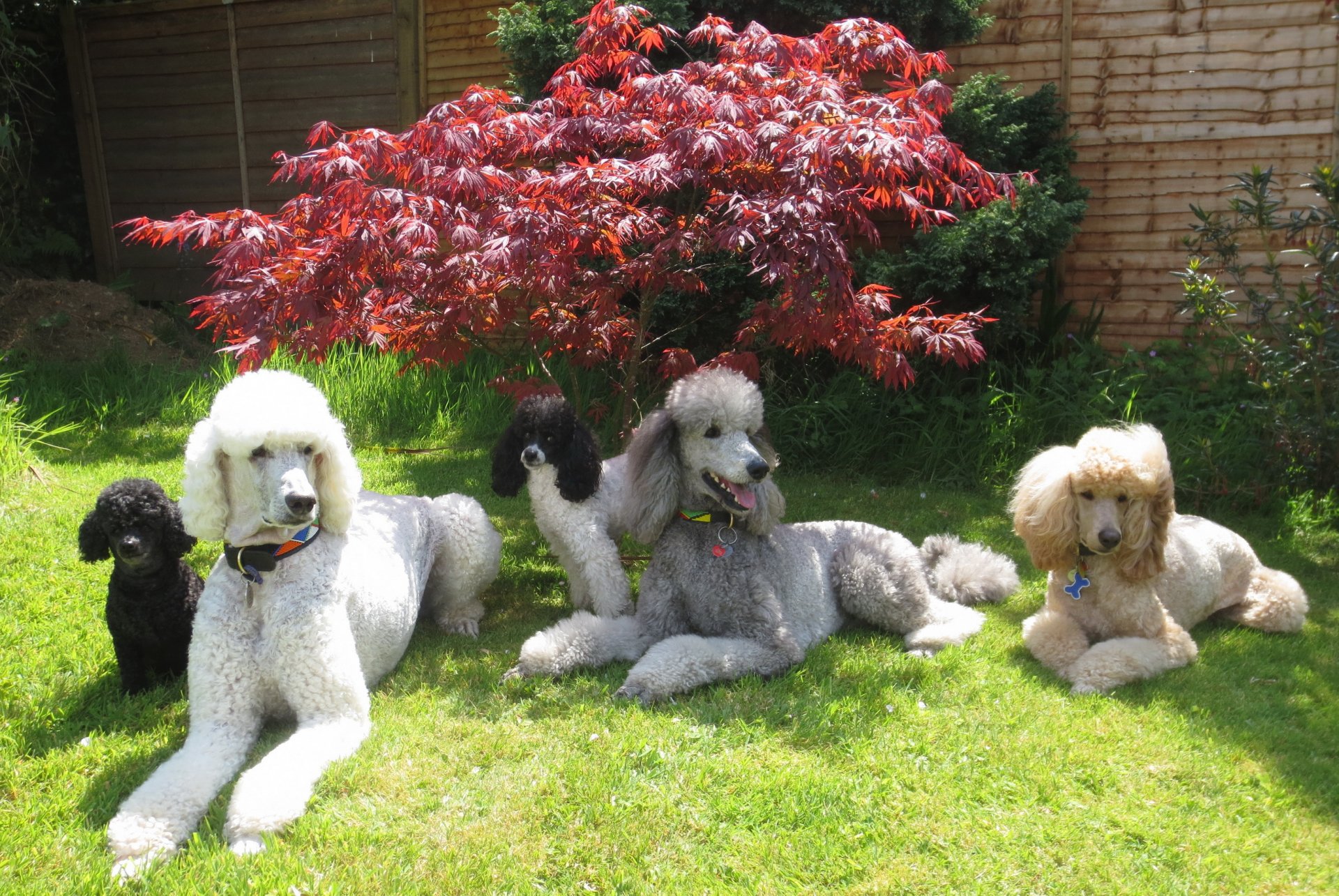 dogs poodle grass animals photo