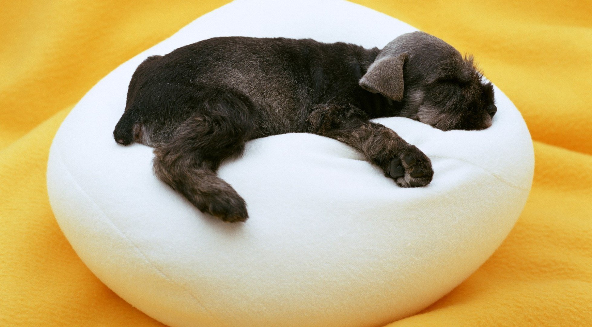 chien chiot dormir pouf blanc noir