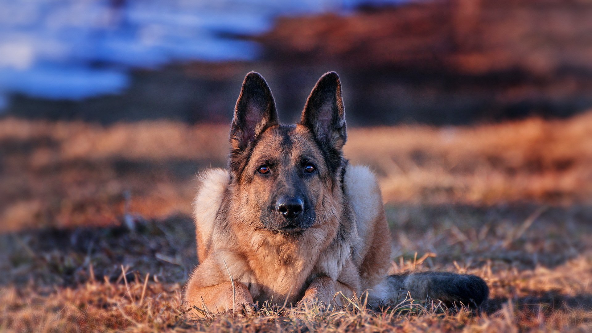 german shepherd dog view other background