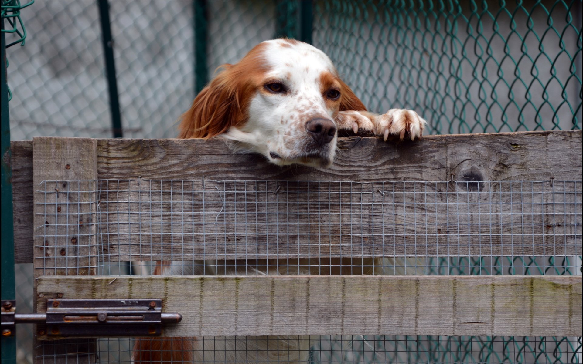 hund zaun freund