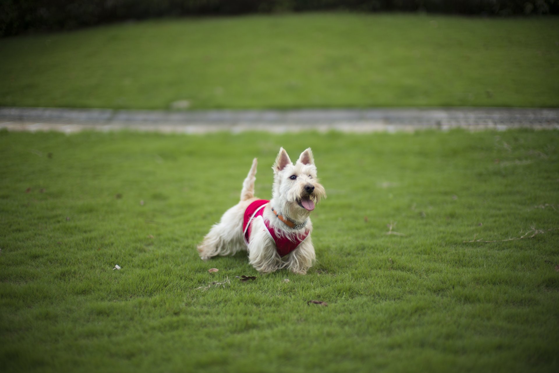 cane prato erba amico terrier prato