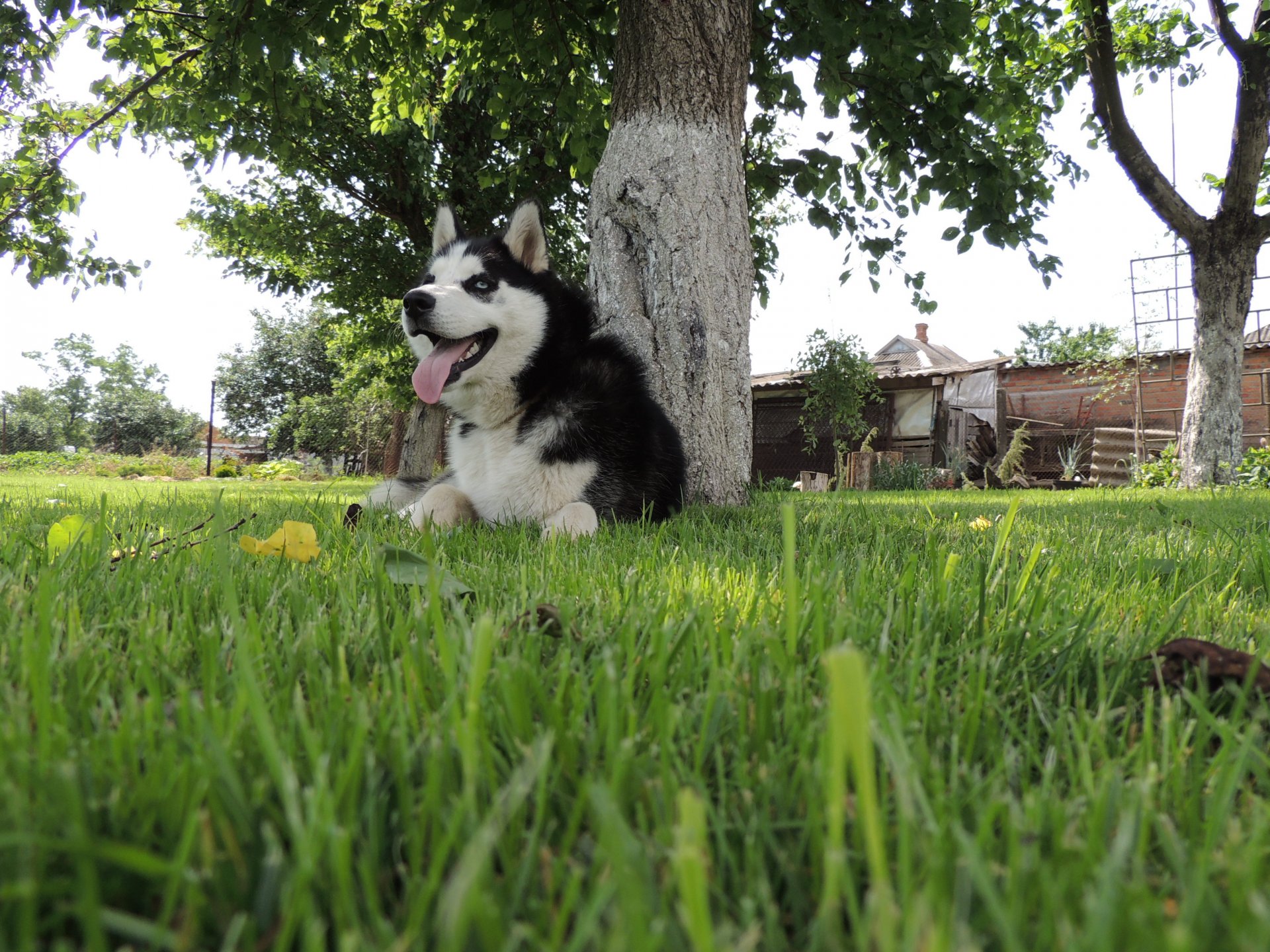 husky siberiano husky husky arnie