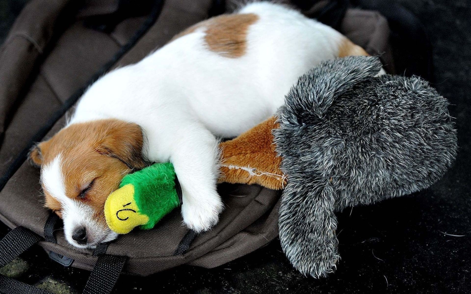 cane cucciolo giocattolo anatra dorme