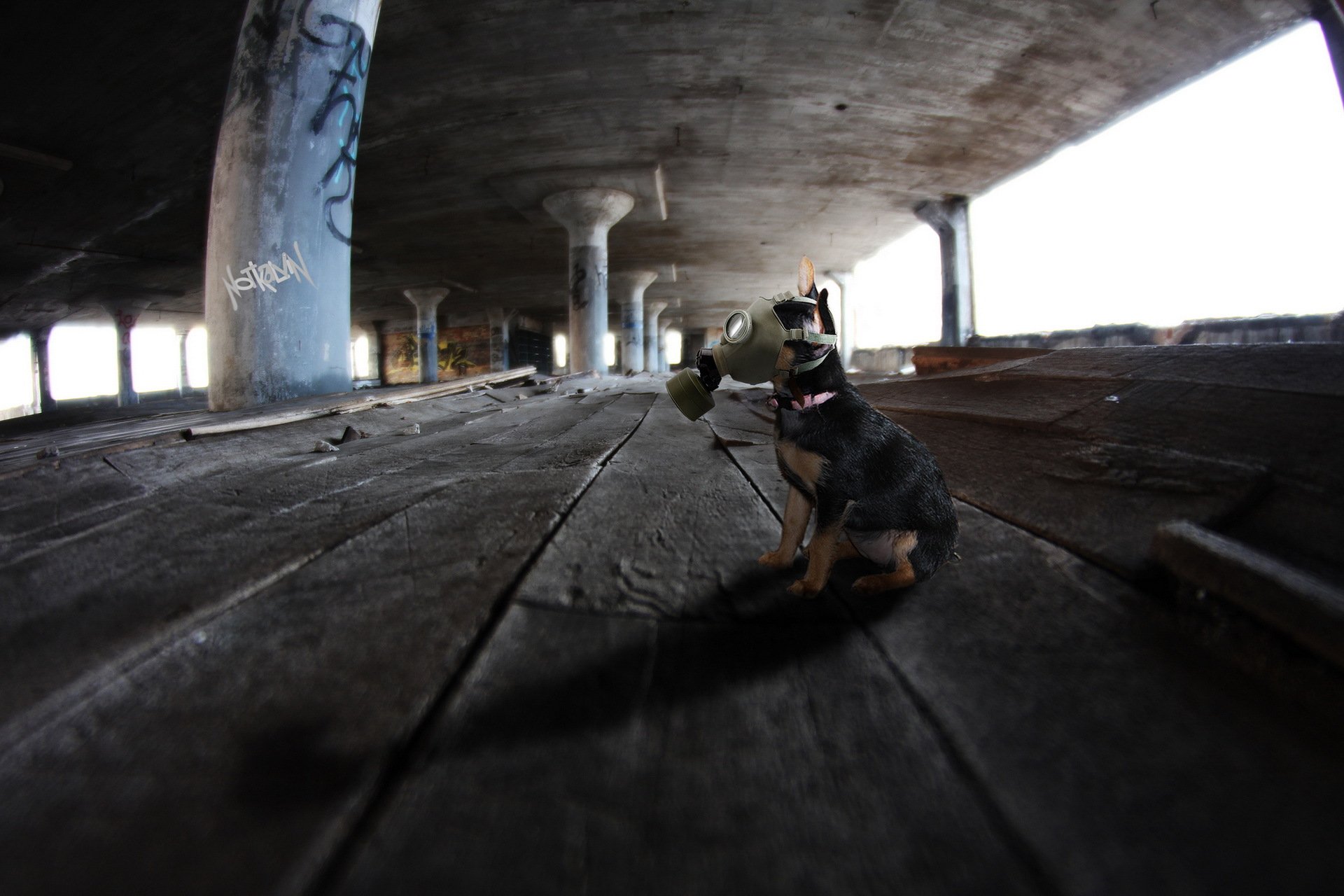 perro máscara de gas fondo