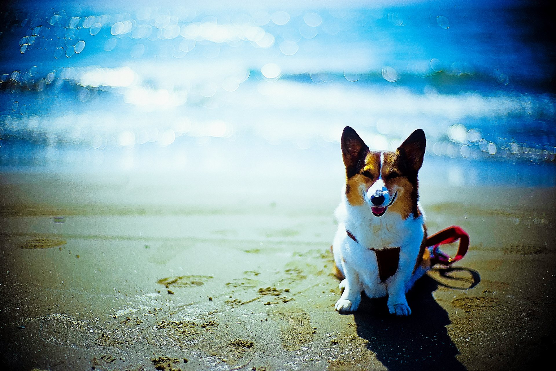 perro amigo playa océano bokeh