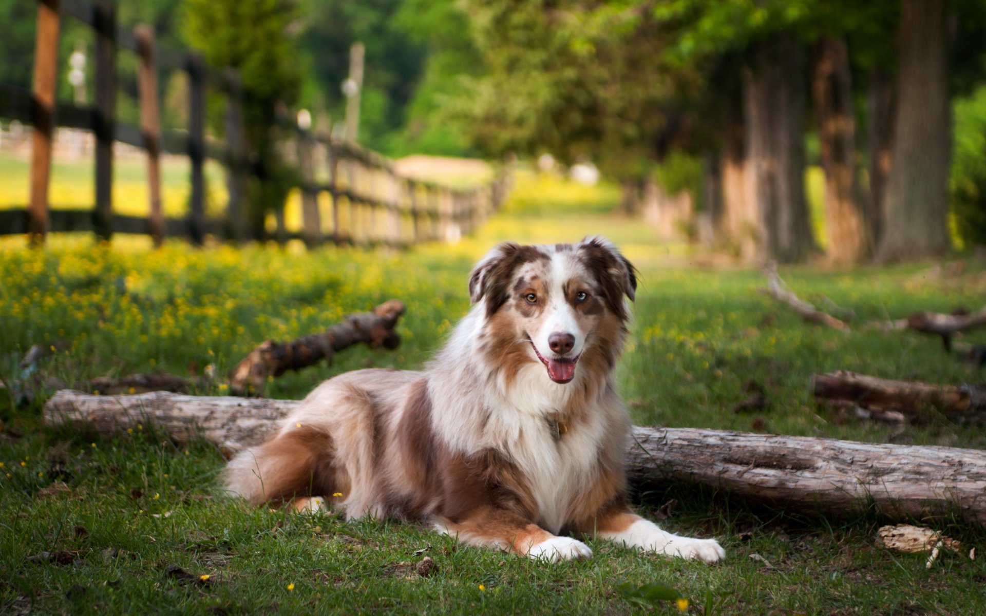 dog summer the field