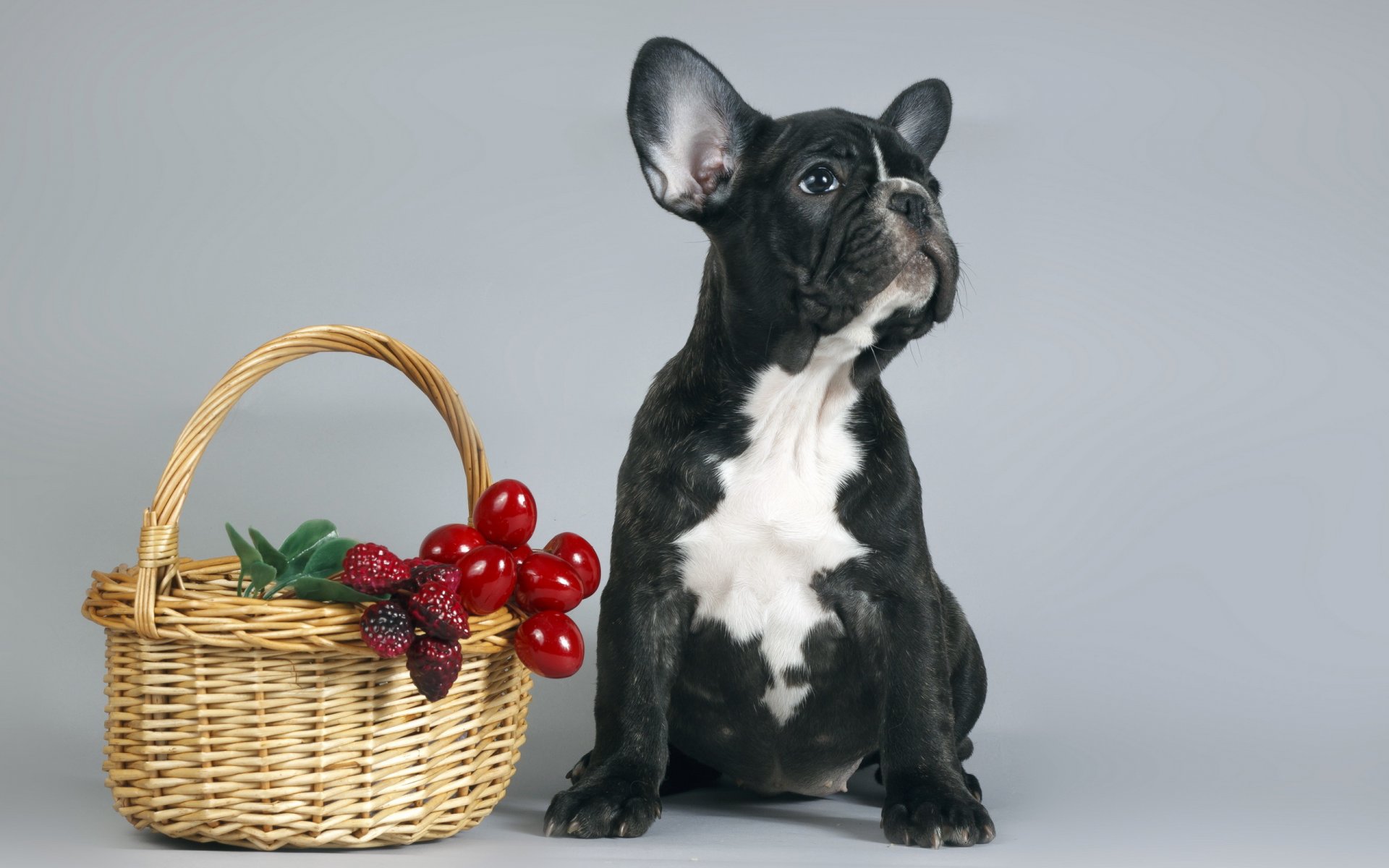 cane cucciolo cestino