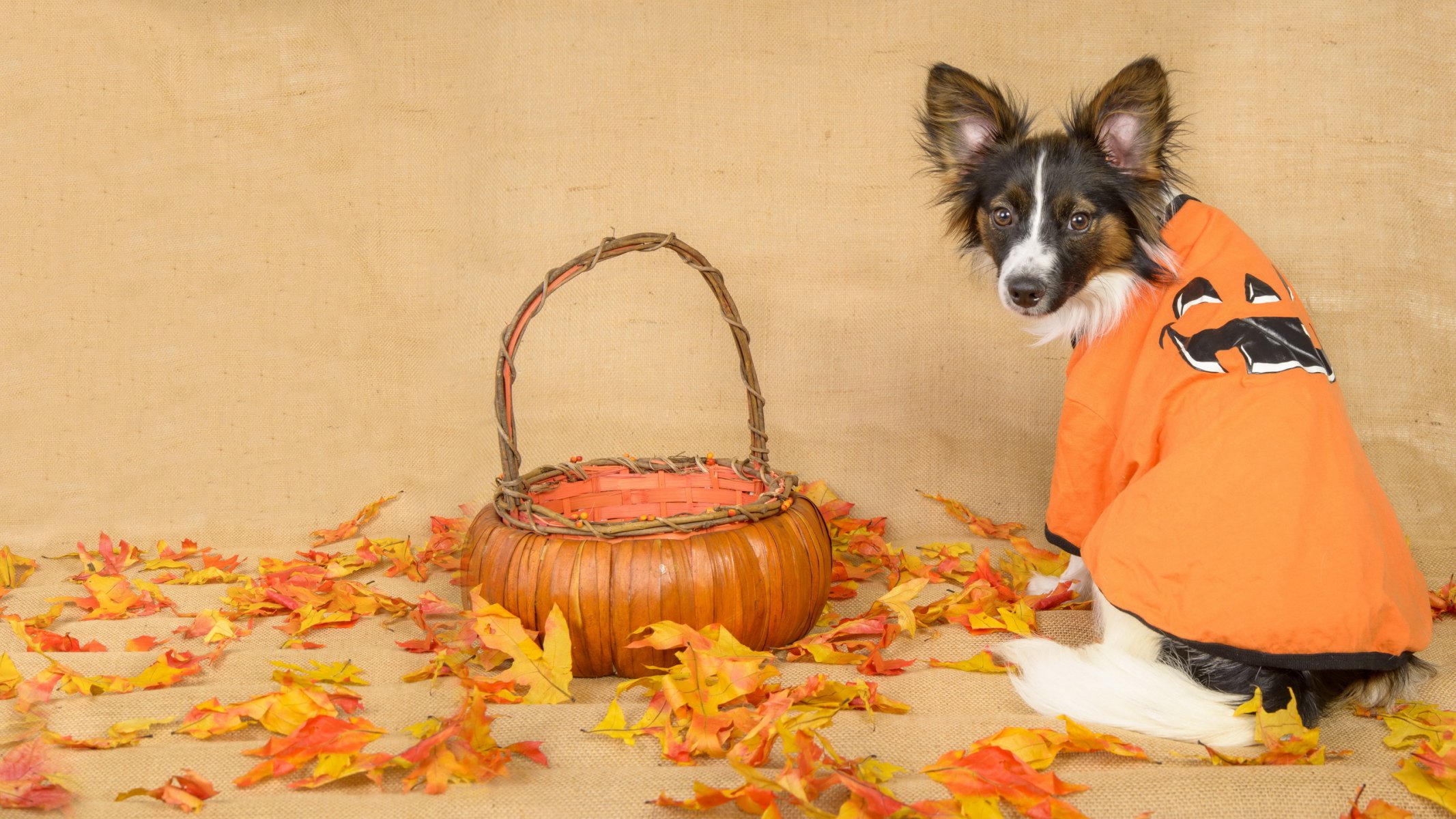 cane sguardo foglie autunno