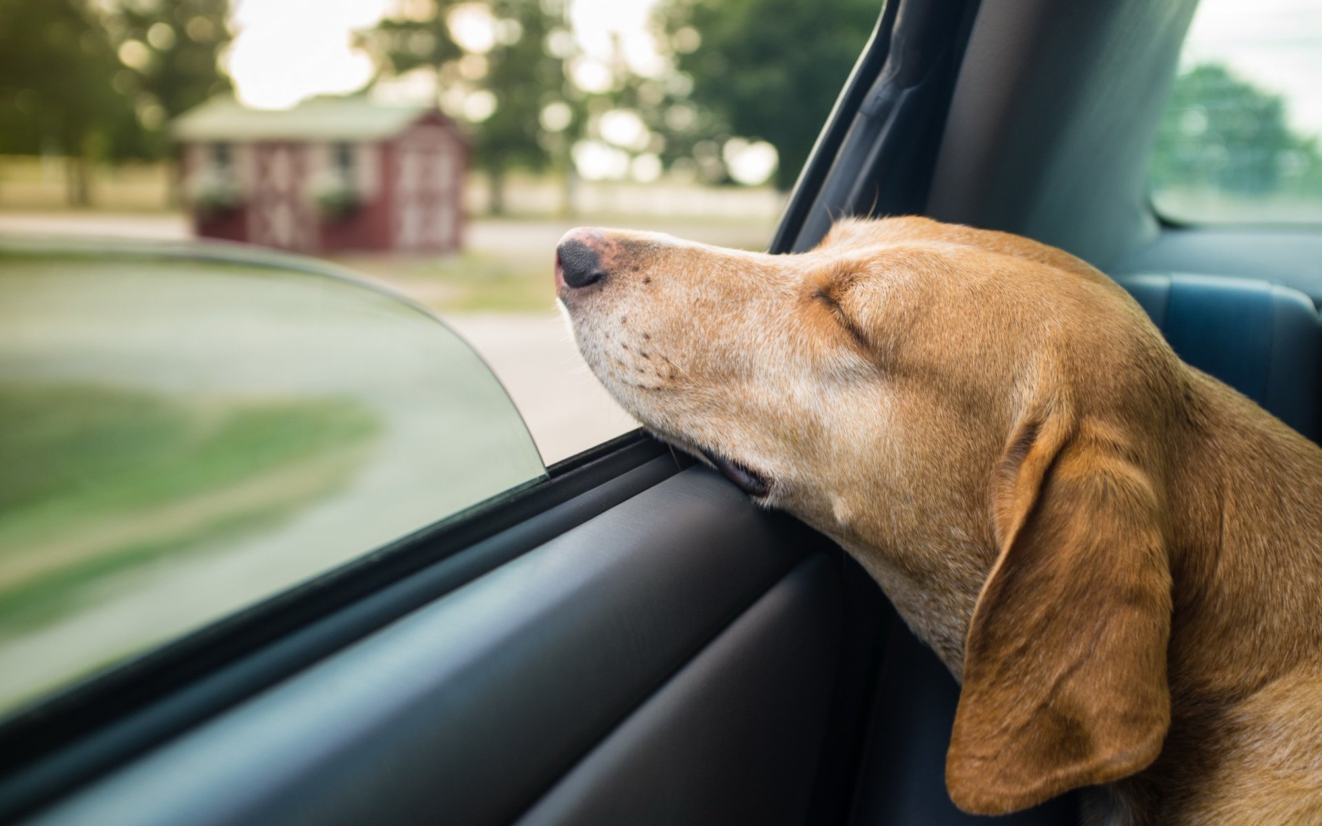 dog machine window