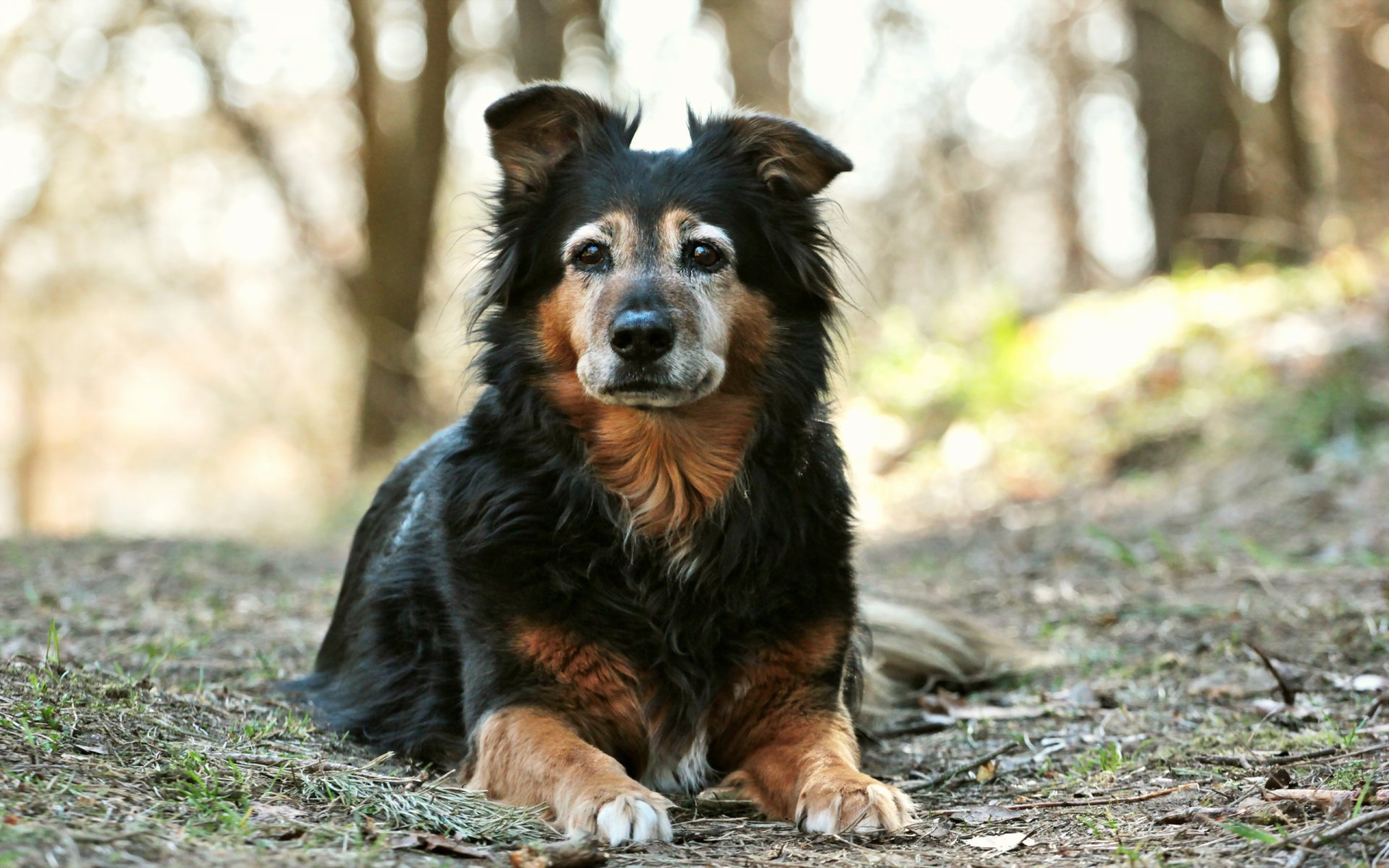 cane sguardo amico