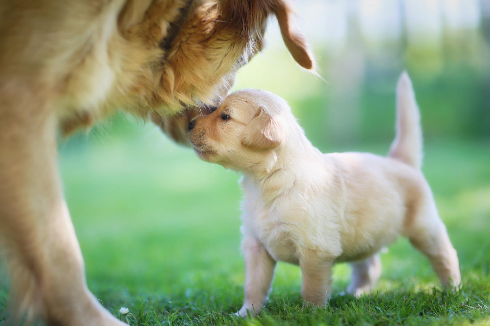 golden retriever puppy mother