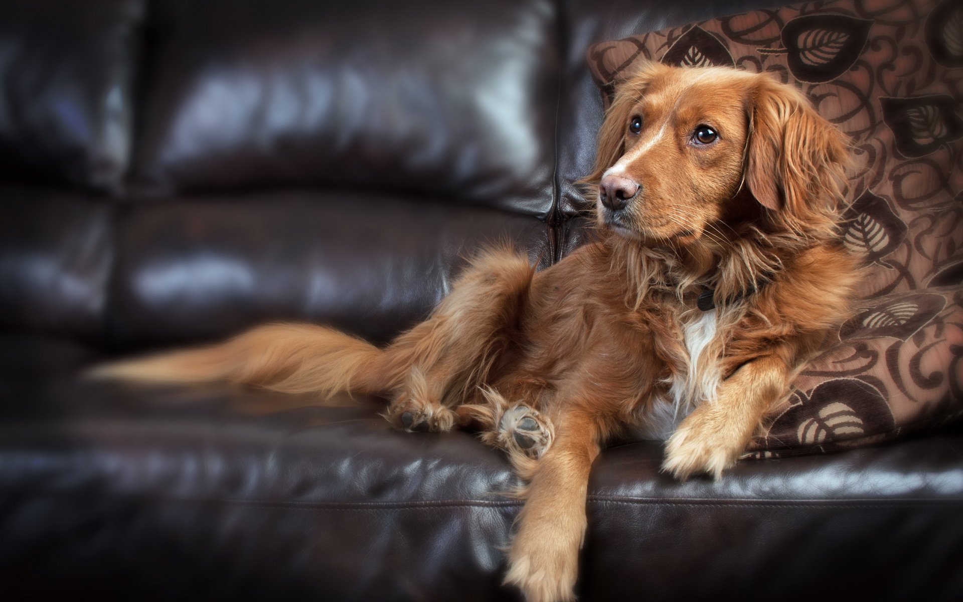 perro mirada amigo