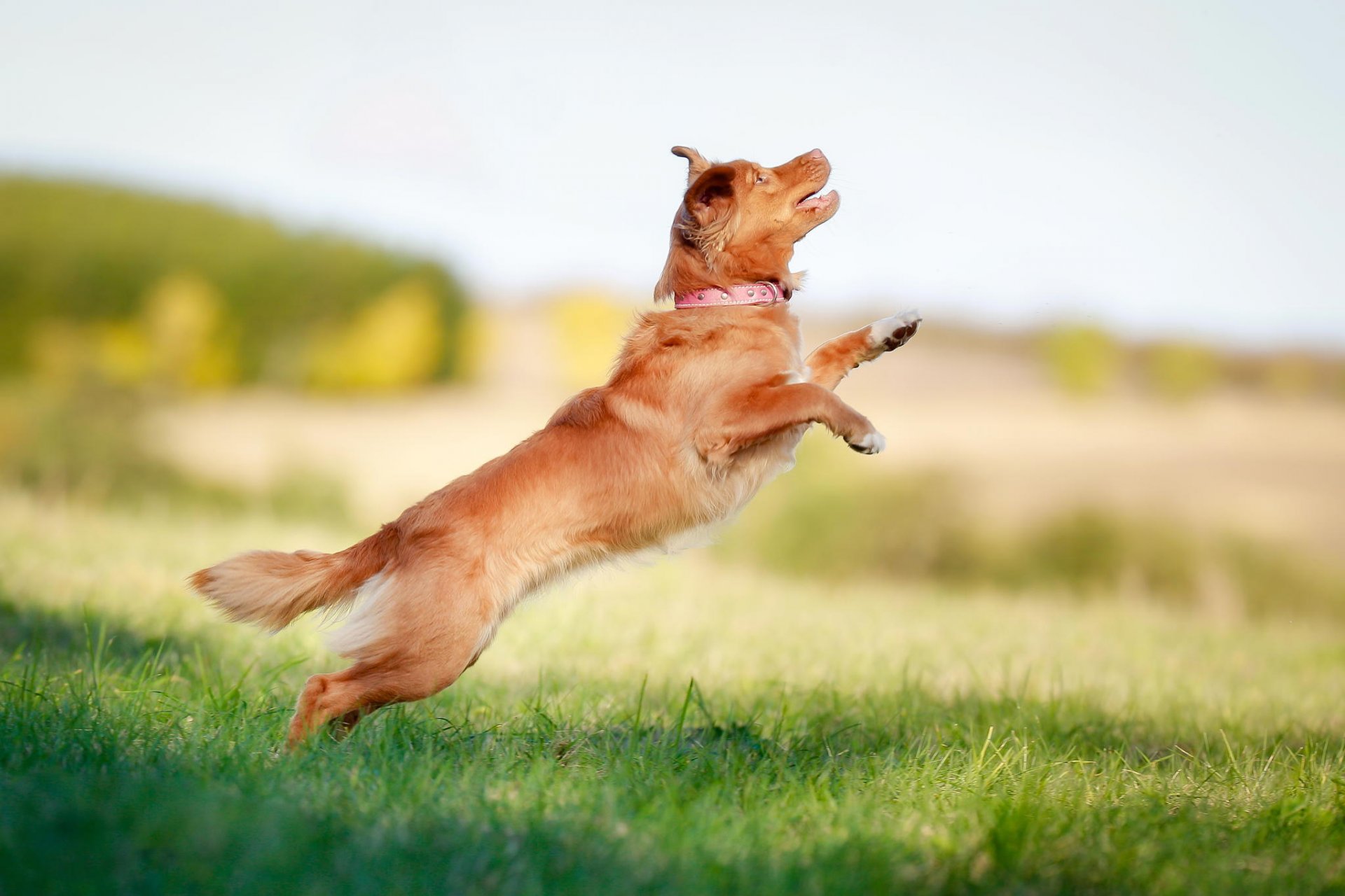 retriever sprung bokeh