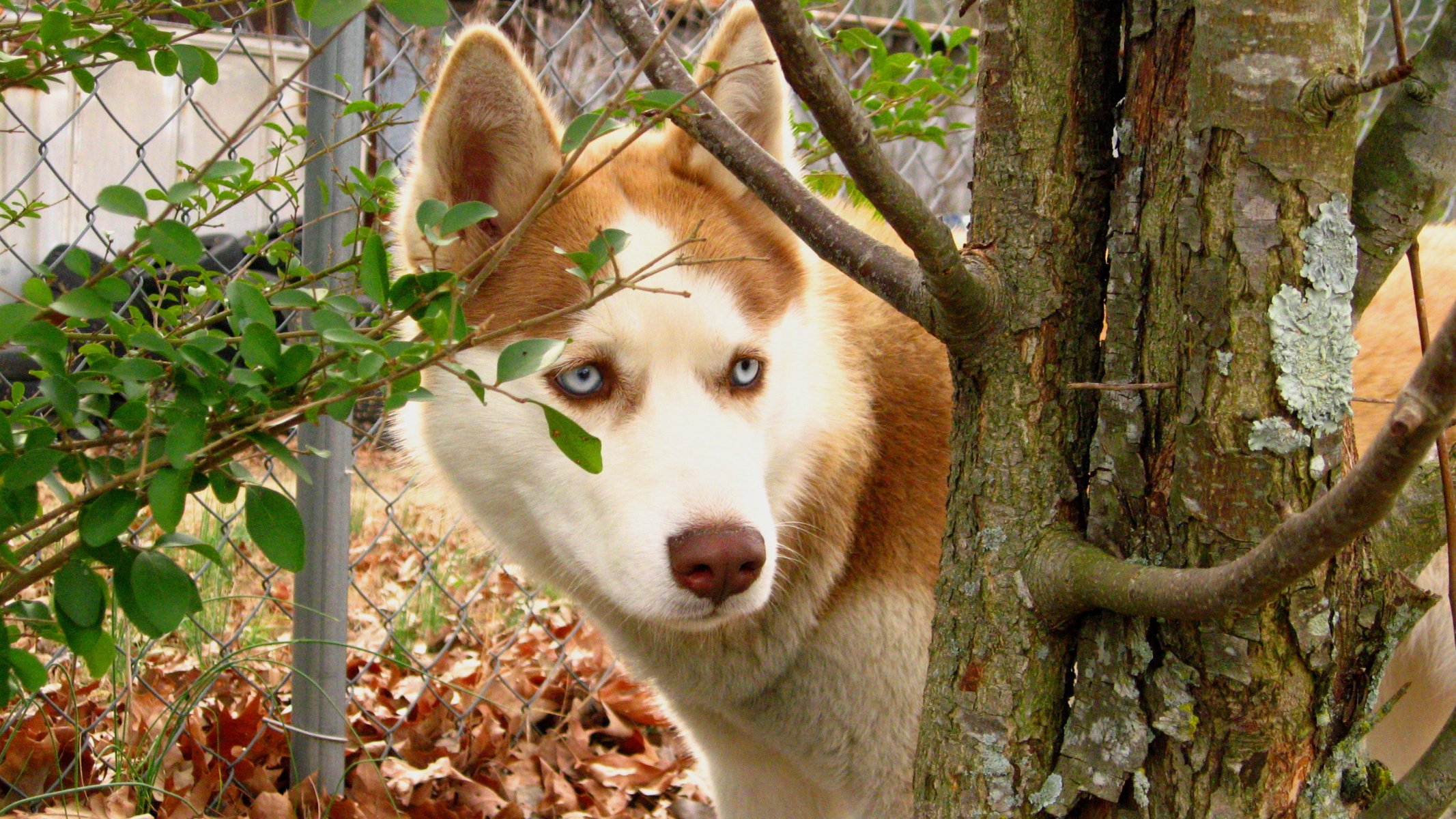 dog husky leaves red