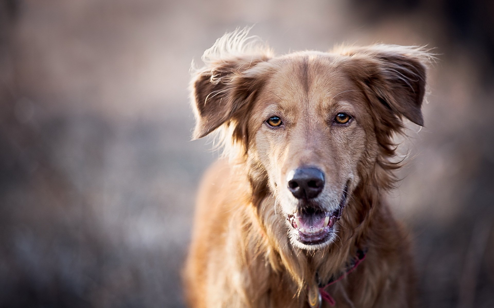 chien regard ami