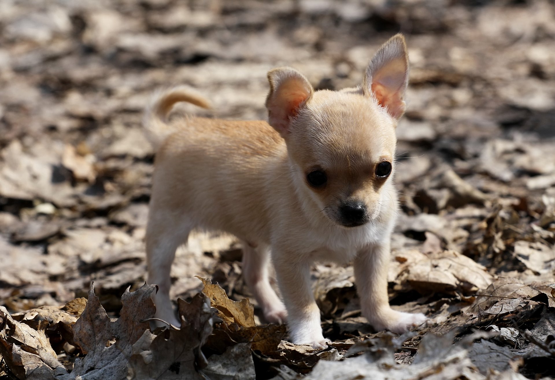 pies szczeniak liście chihuahua