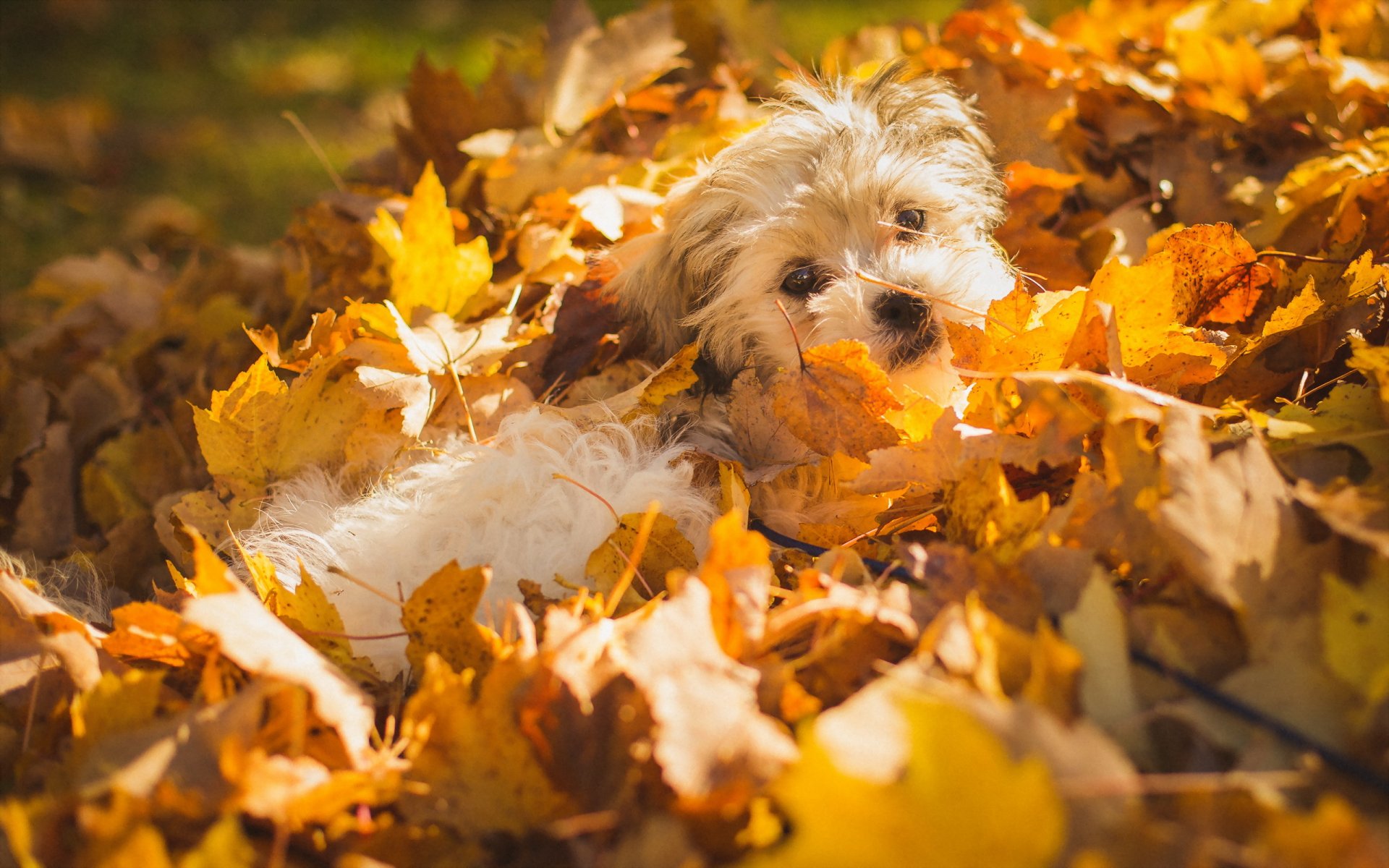 cane foglie autunno