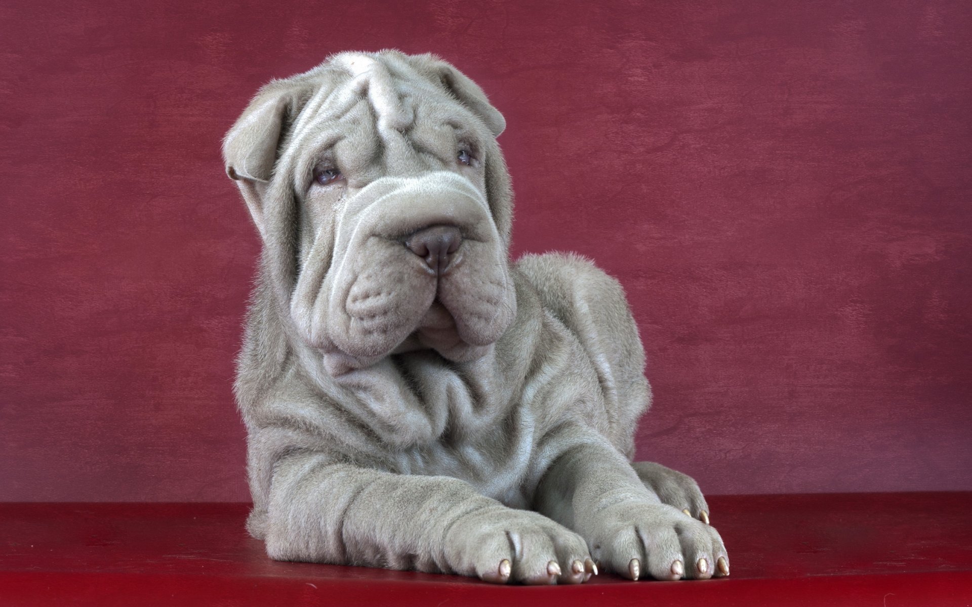 sharpei hund freund