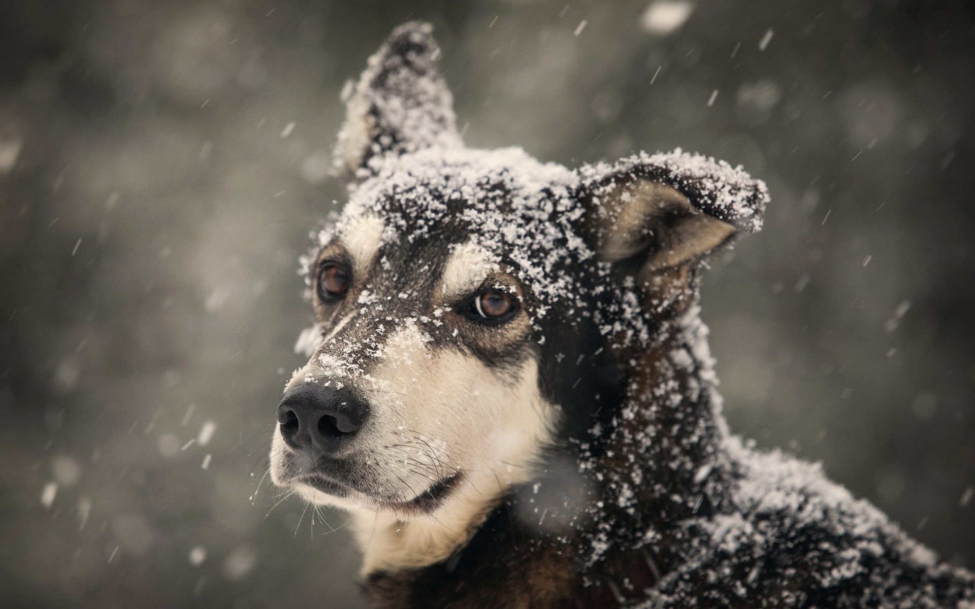 hund winter blick