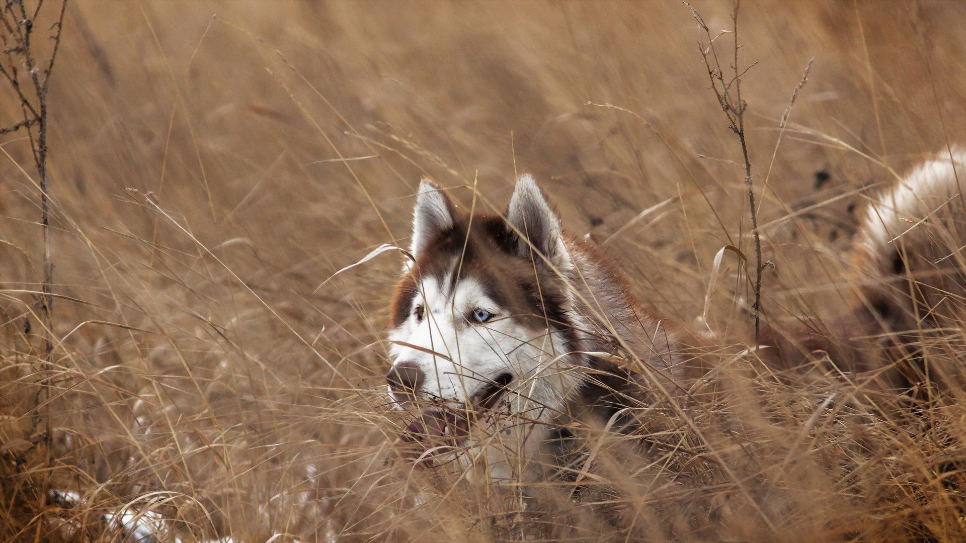 perro mirada amigo husky siberiano