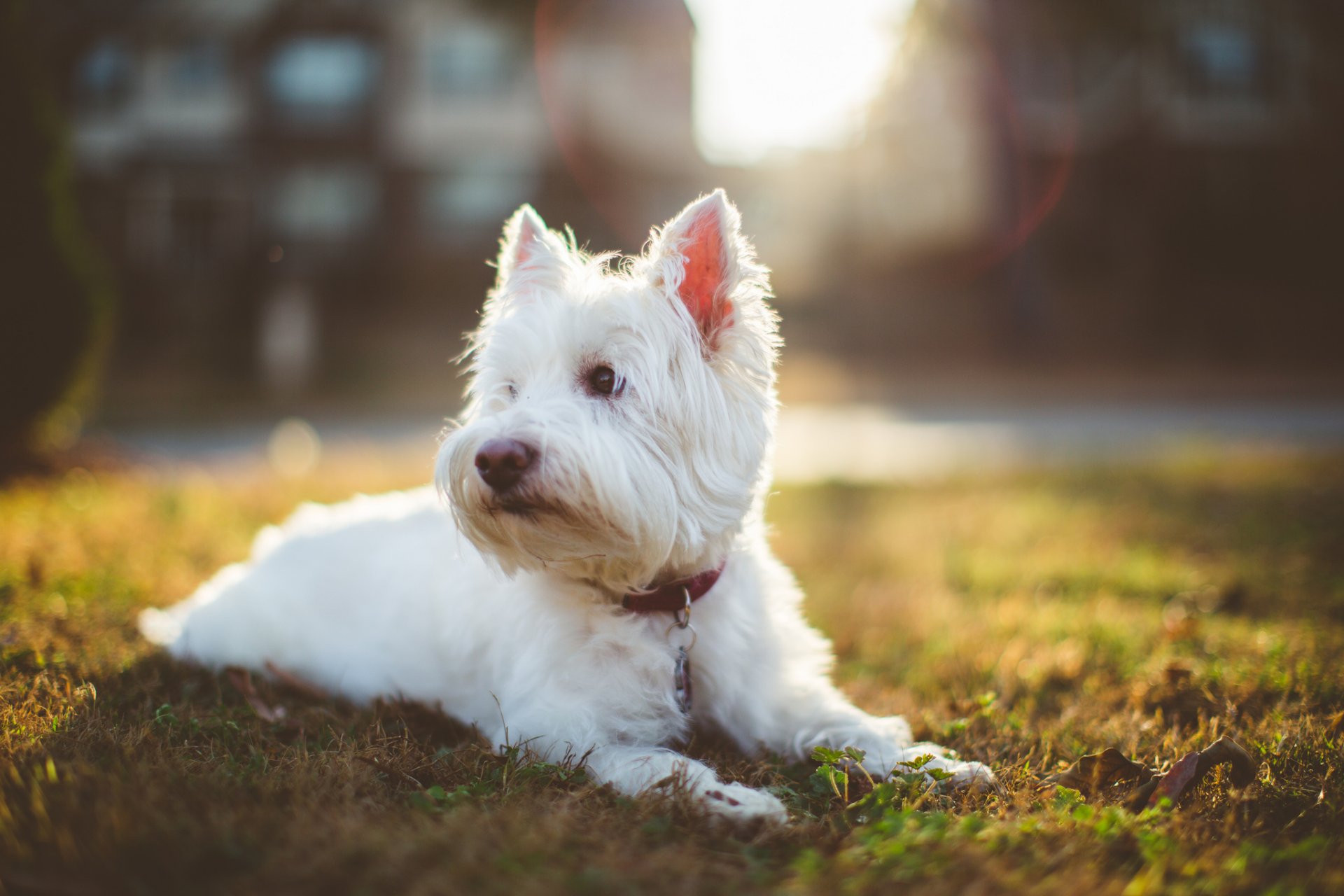 dog white shaggy bedlington terrier note necklace turf grass sunlight rays