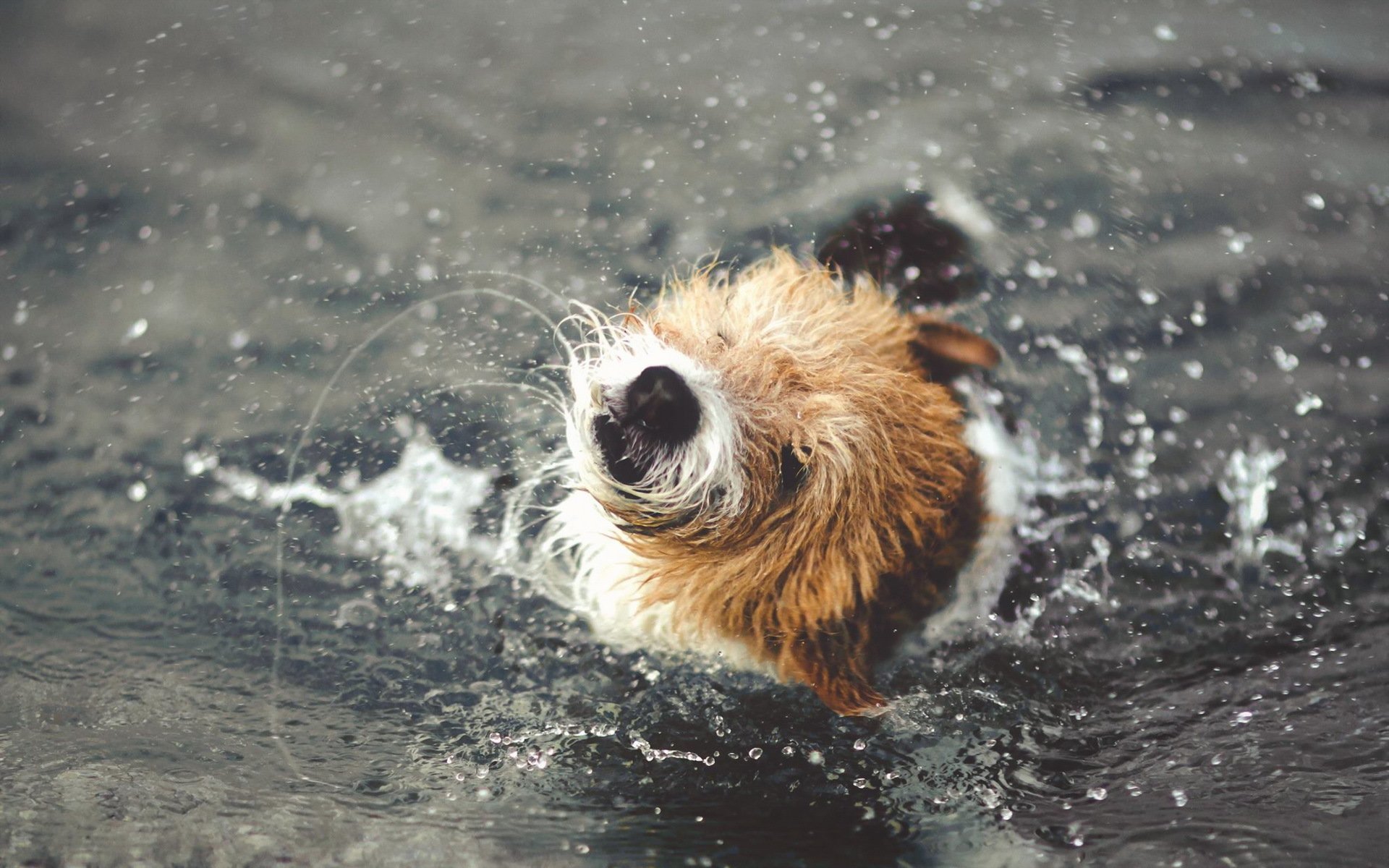 собака вода брызги