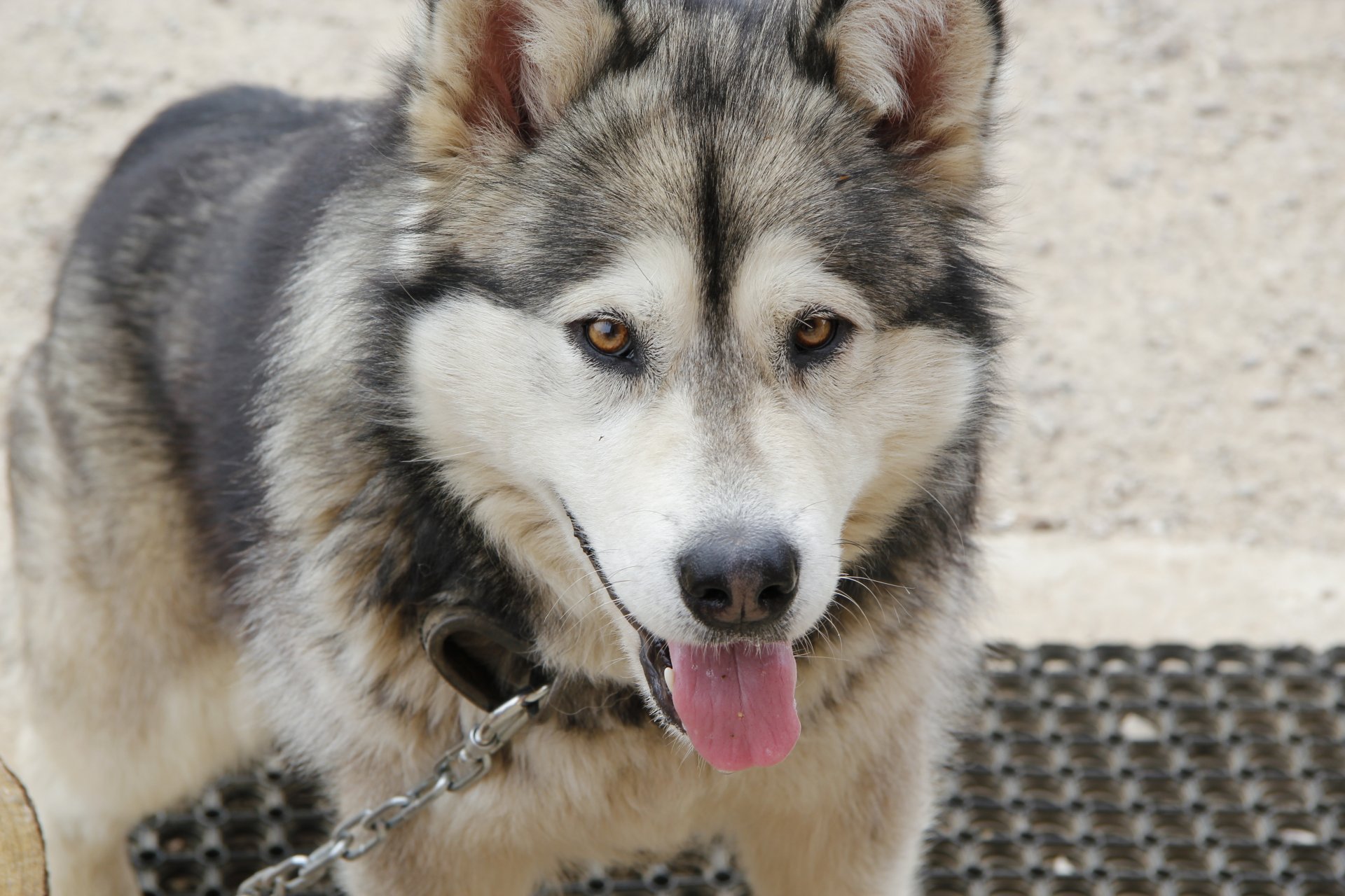 alaskan malamute pies szaro-biały pies zaprzęgowy fotografia