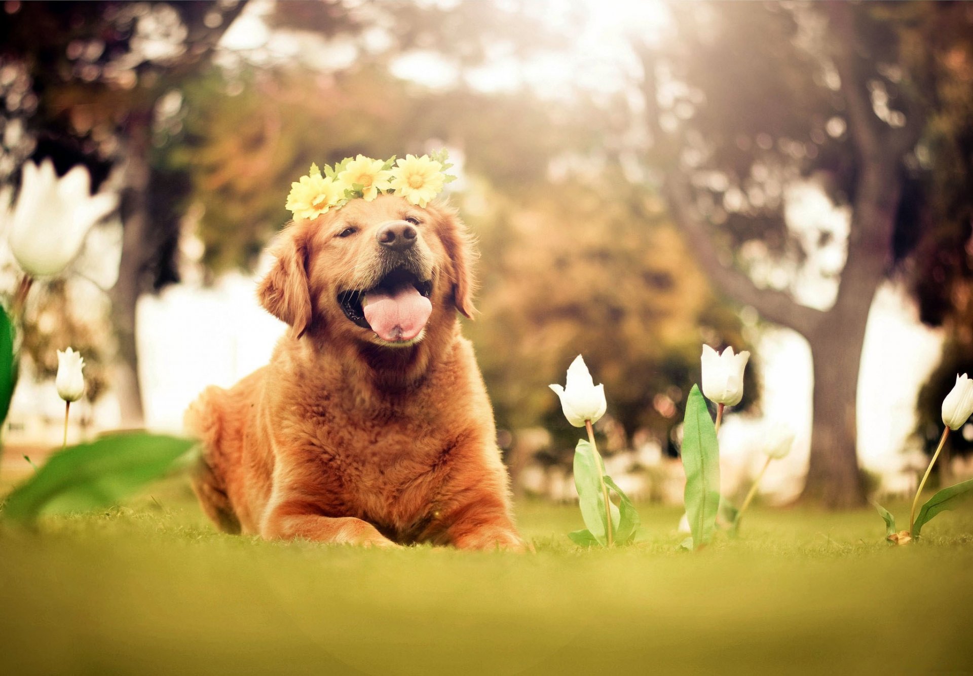 chien ami langue couronne fleurs tulipes blanc nature