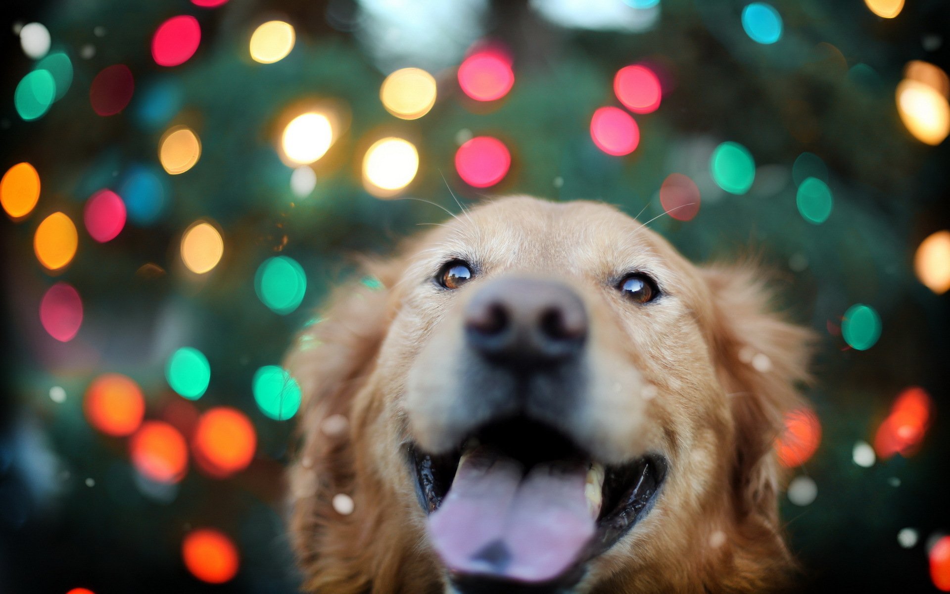 chien vue fond