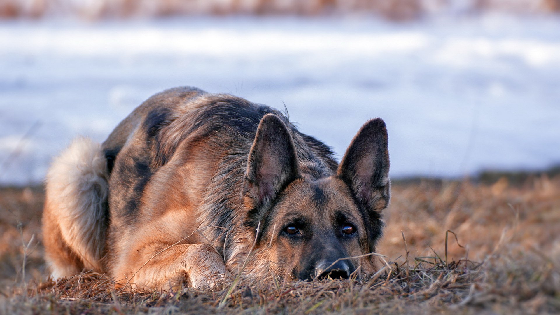 german shepherd dog view other