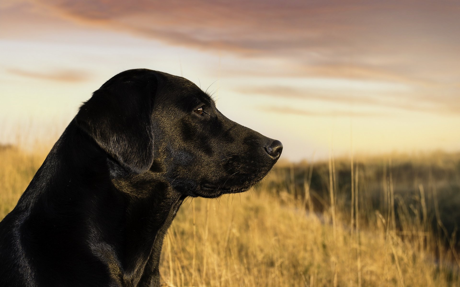 cane sguardo amico