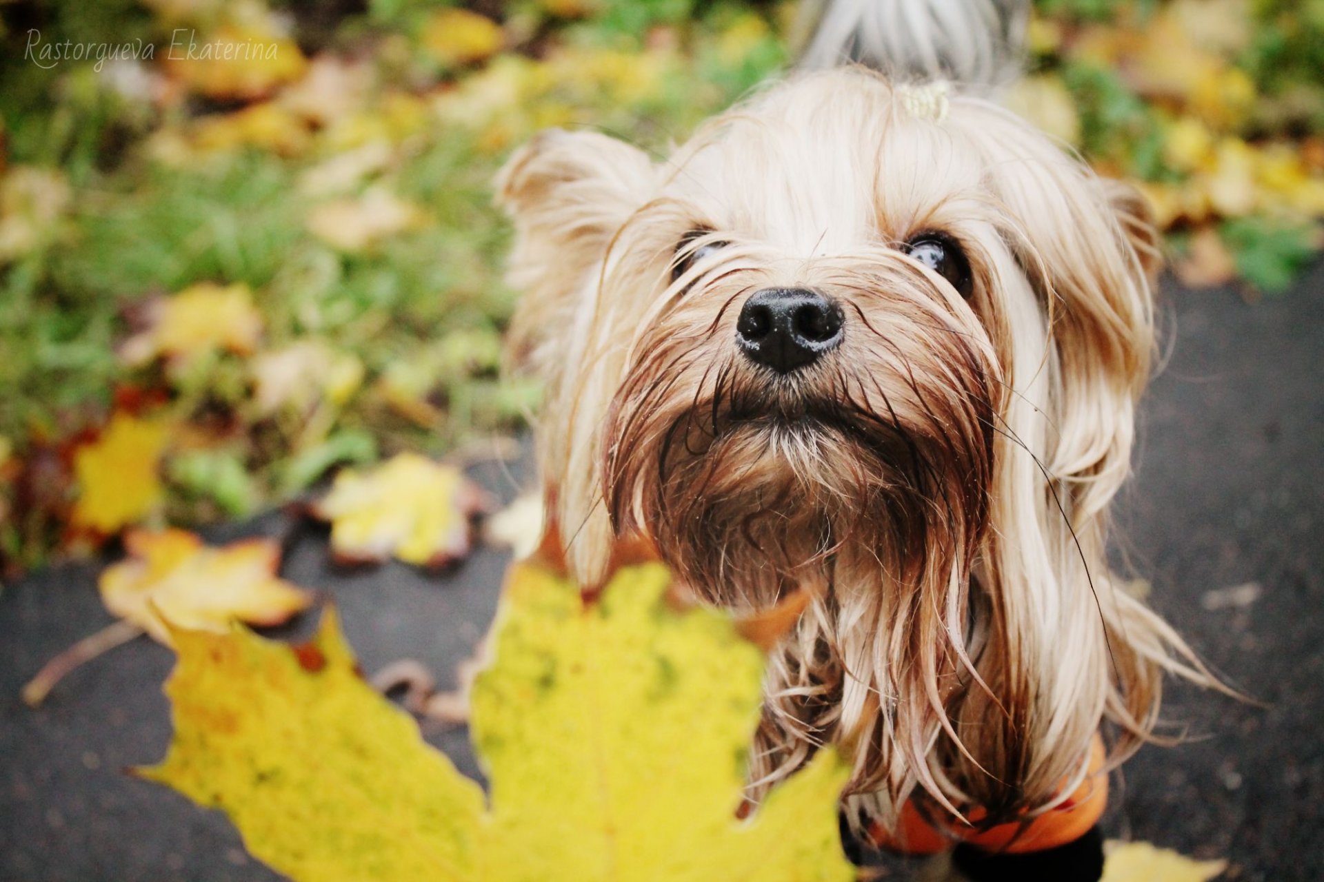 yorkie sur une promenade automne avec des feuilles