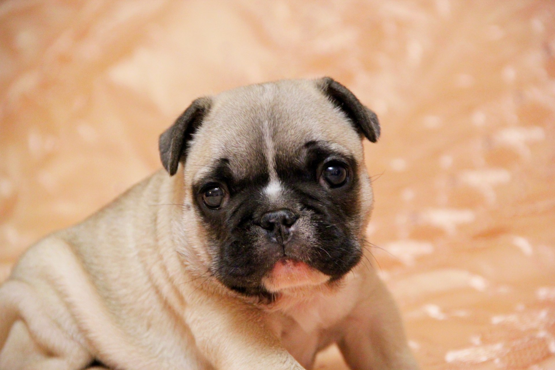 bulldog francés cachorro mirada