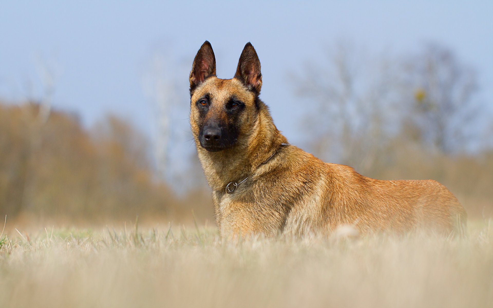 chien ami regard