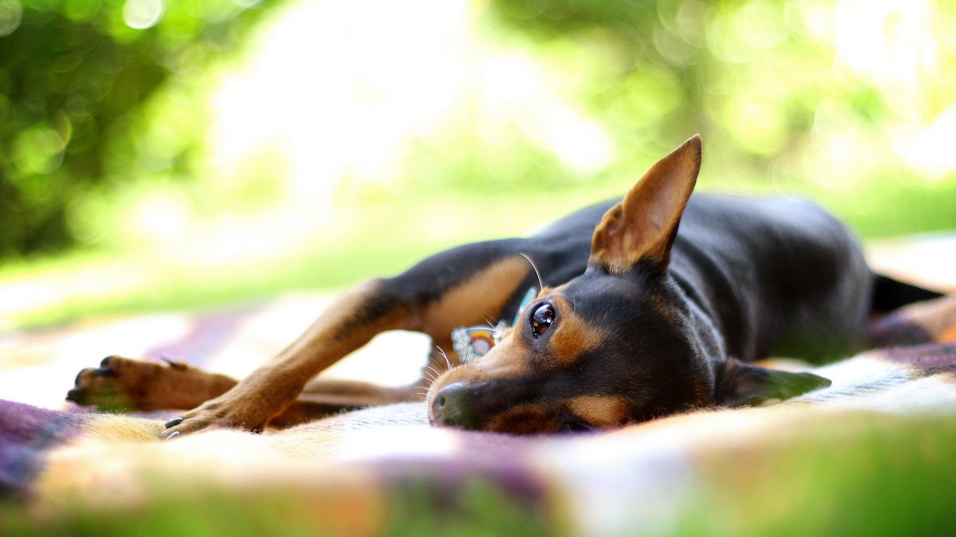 hund sommer hintergrund