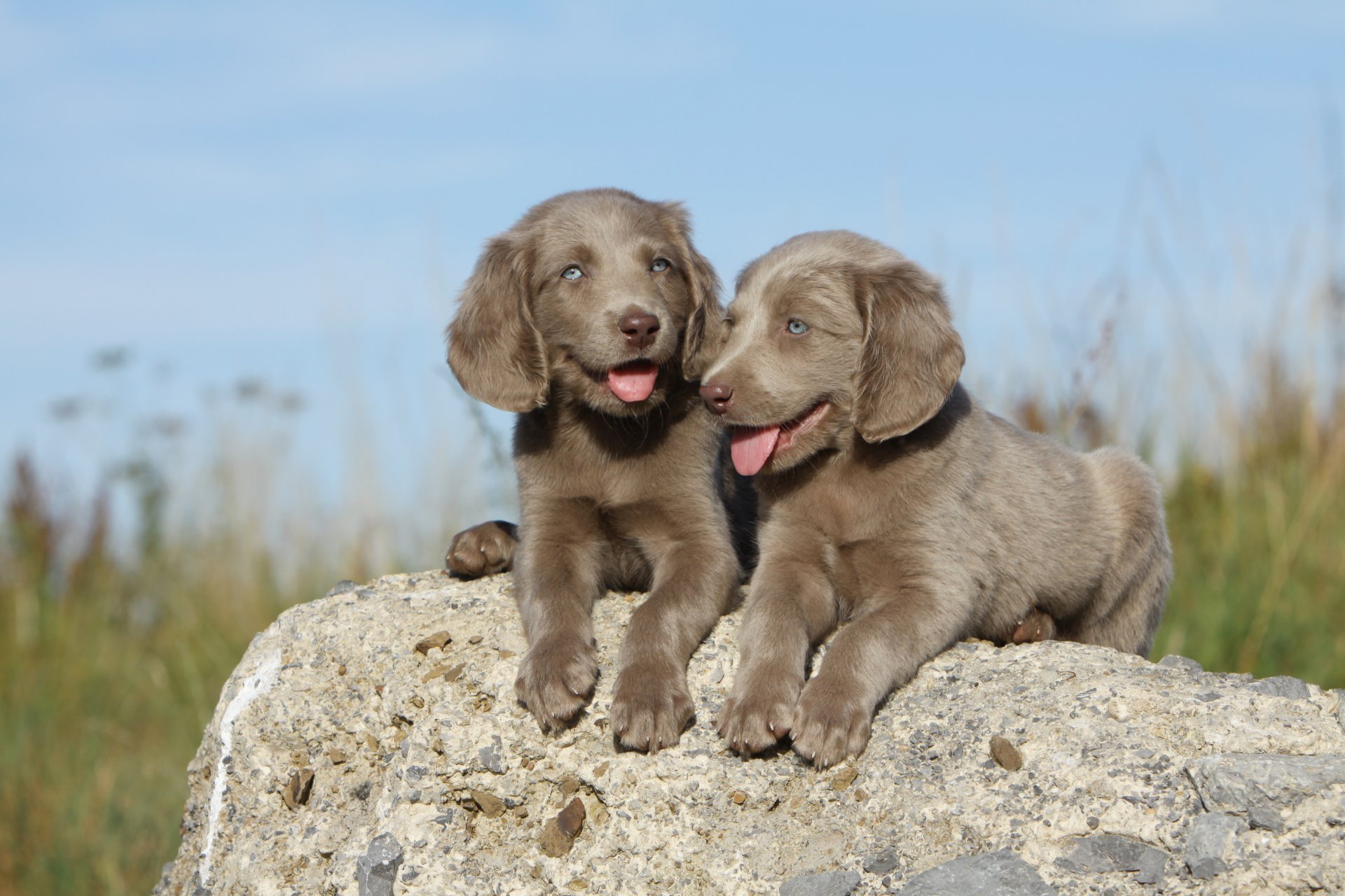 perro cachorros piedra