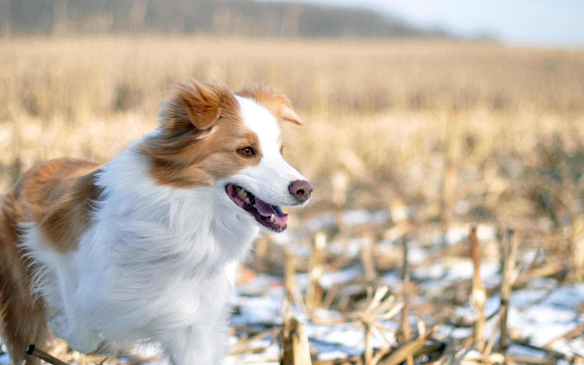 perro campo invierno