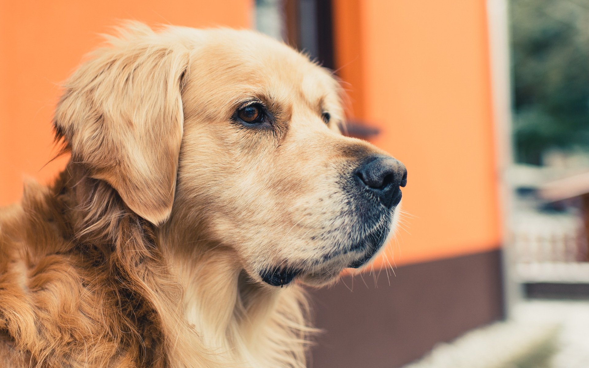 pies spojrzenie przyjaciel golden retriever