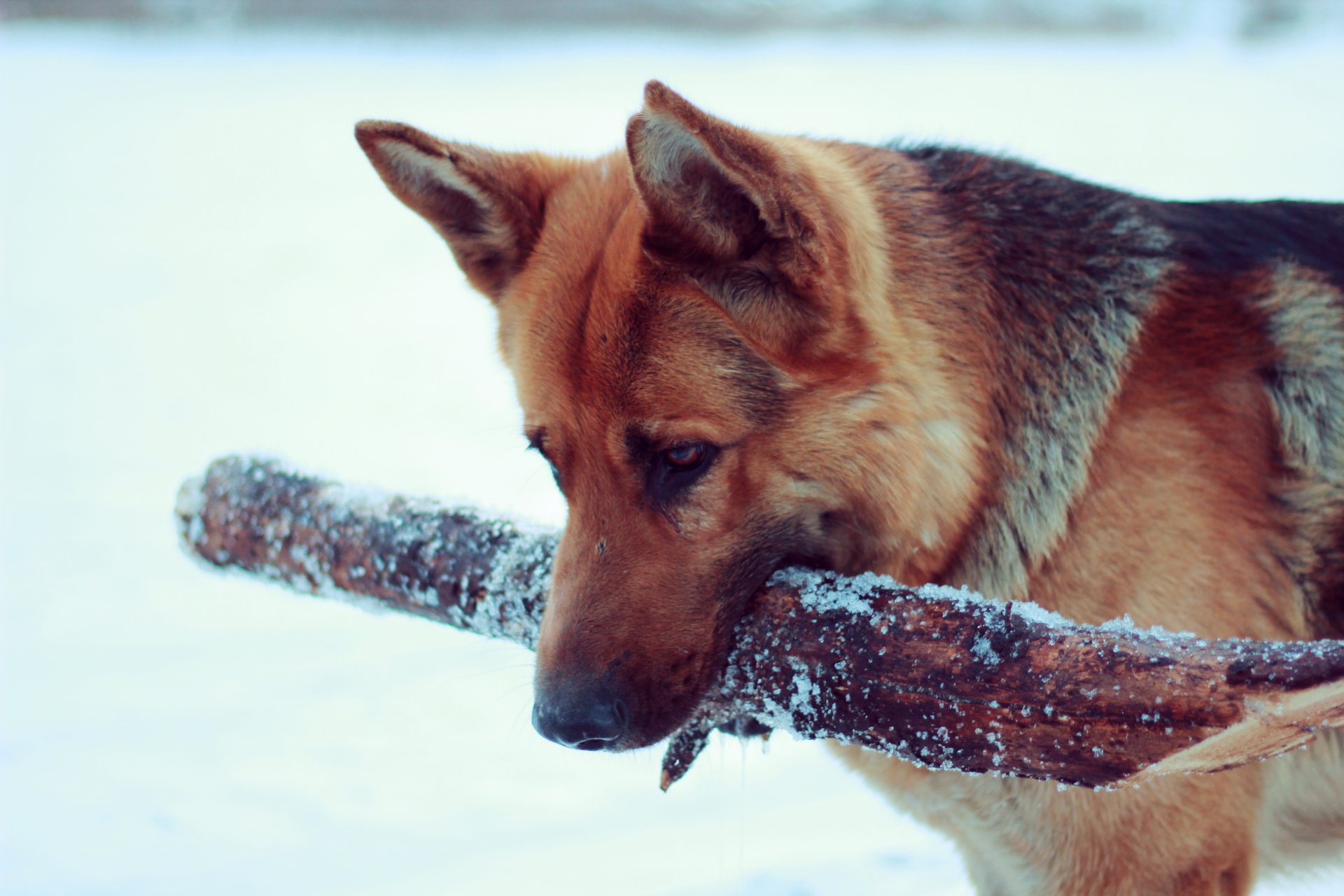 hund schäferhund aport schnee