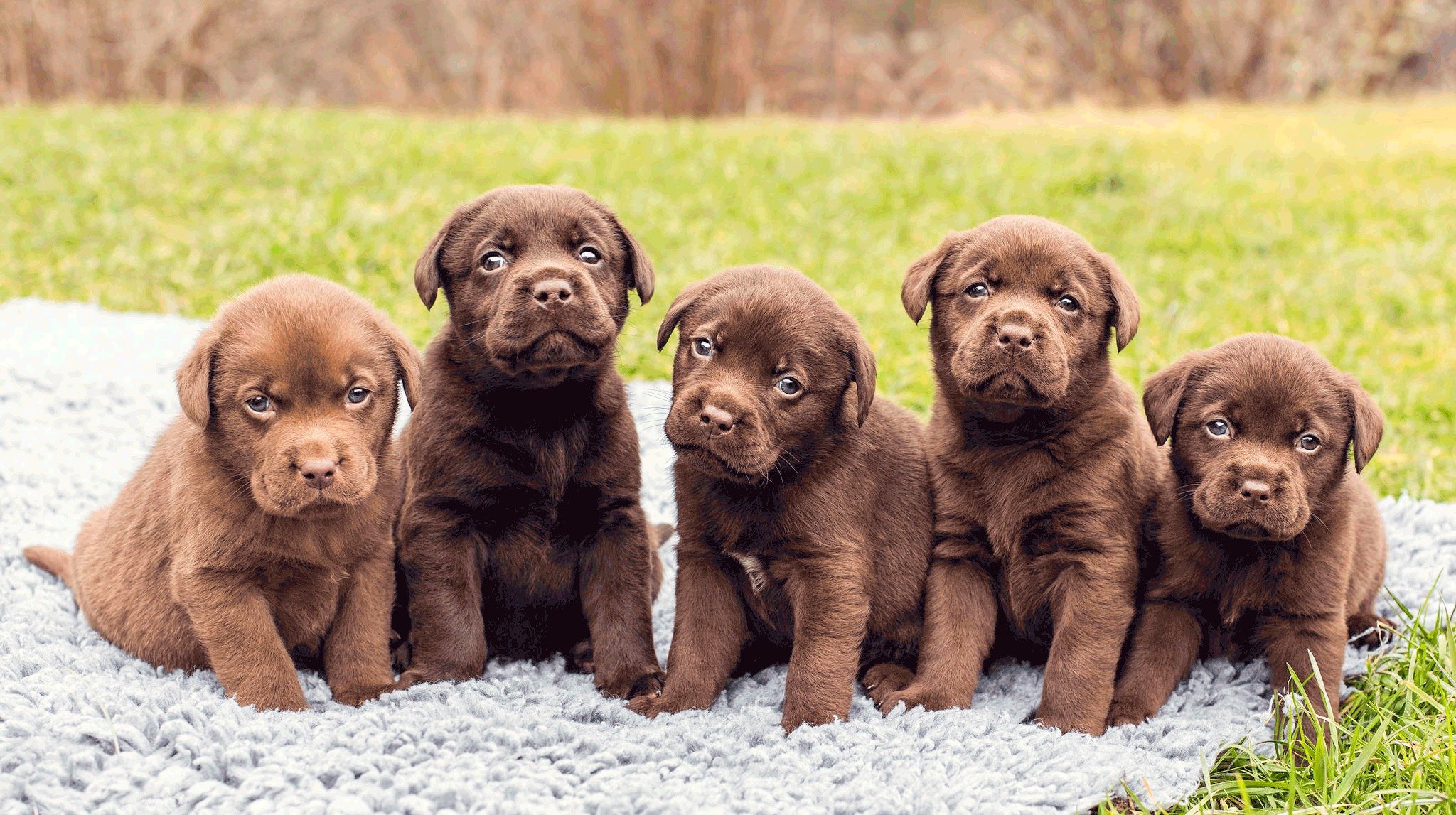 szczenięta labrador pięć