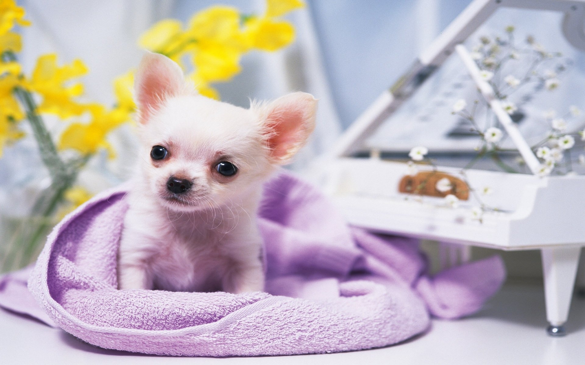 cagnolino chihuahua piccolo seduto pianoforte fiori occhi